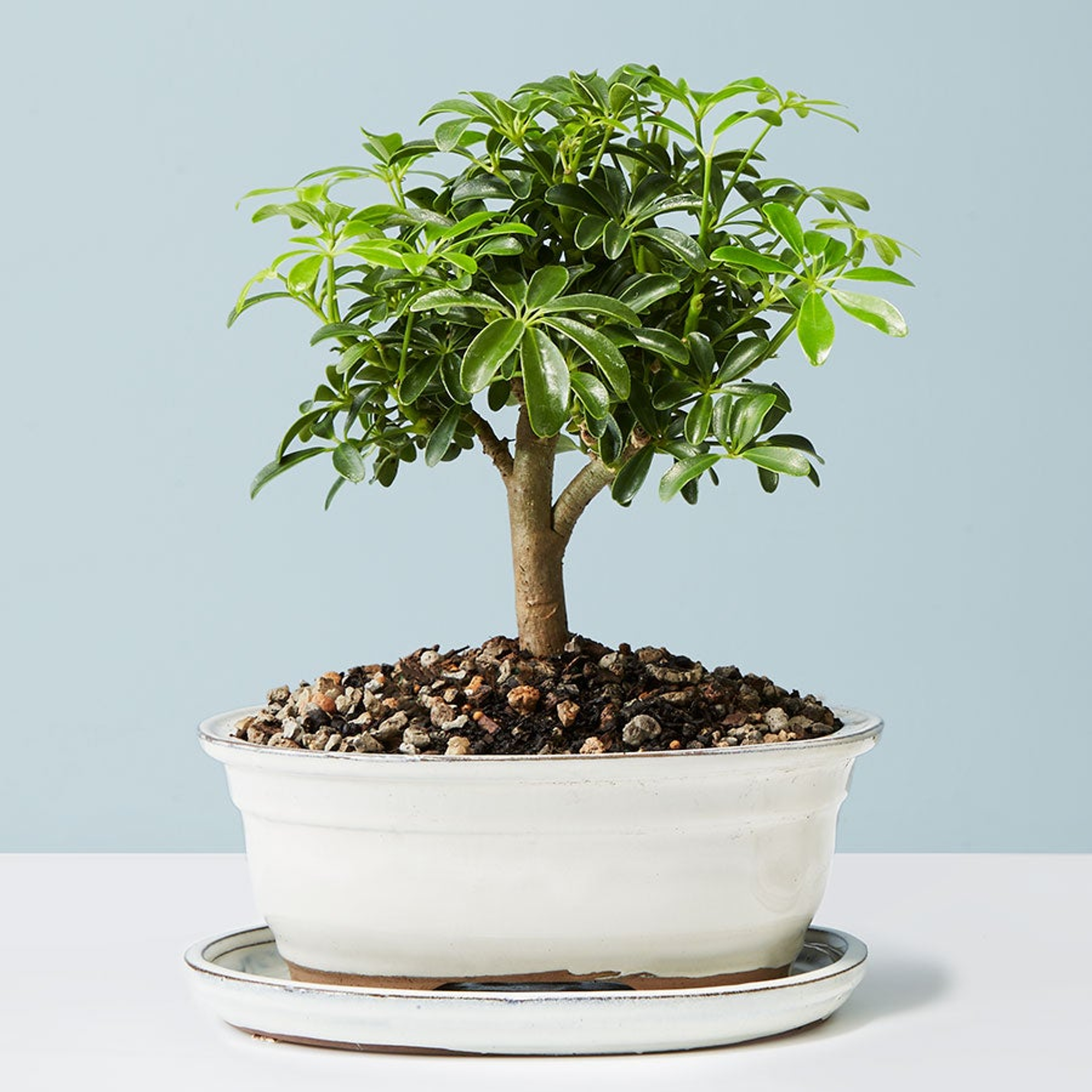 Hawaiian Umbrella Tree Bonsai L