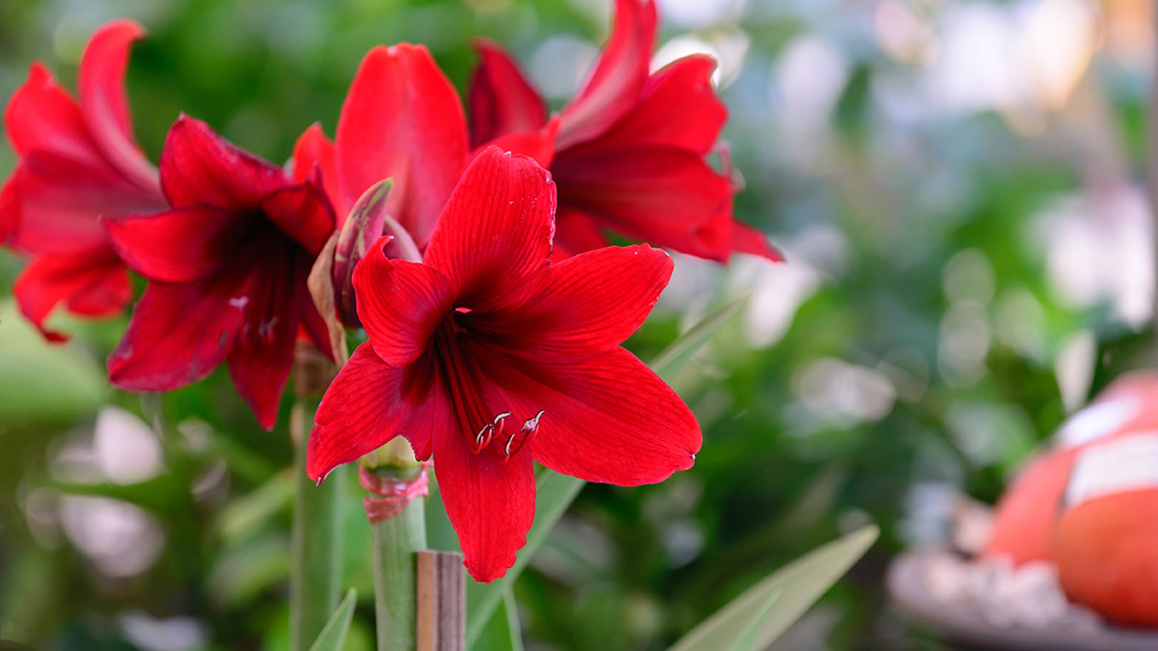 Hippeastrum johnsonii bury red flower.