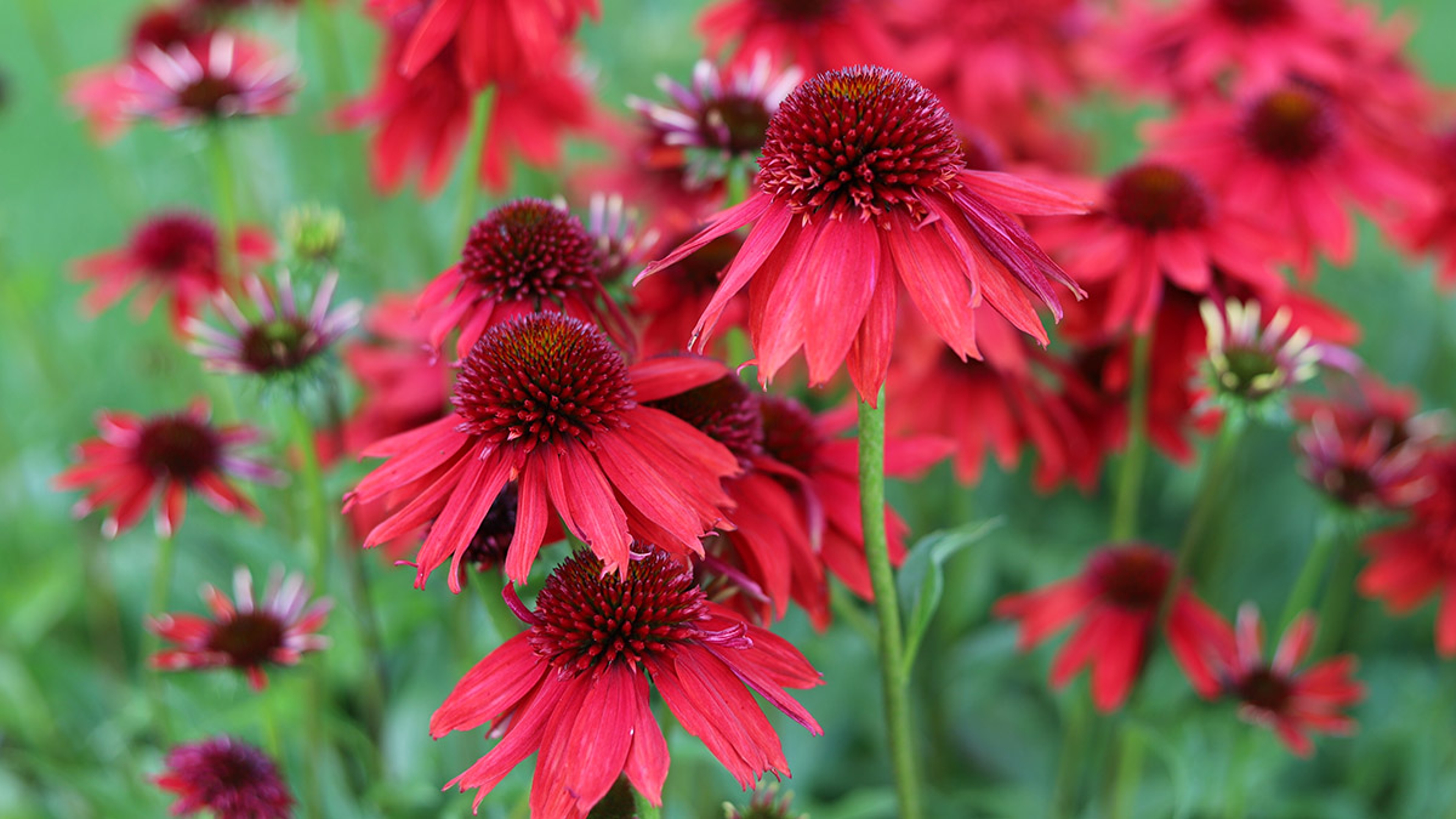 Echinacea purpurea. Flower plant commonly known as coneflower.