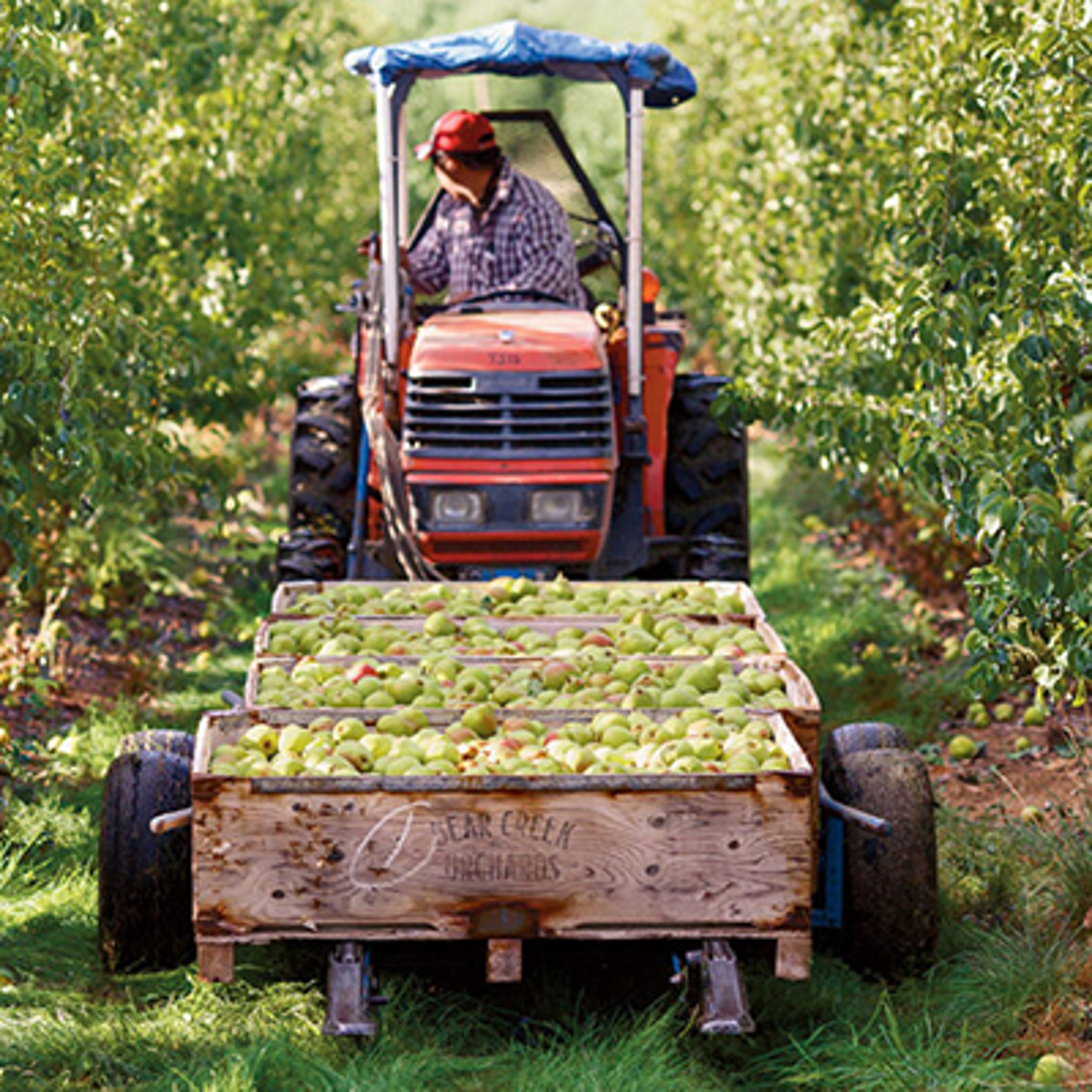 Tractor in a field carrying bins of pears.