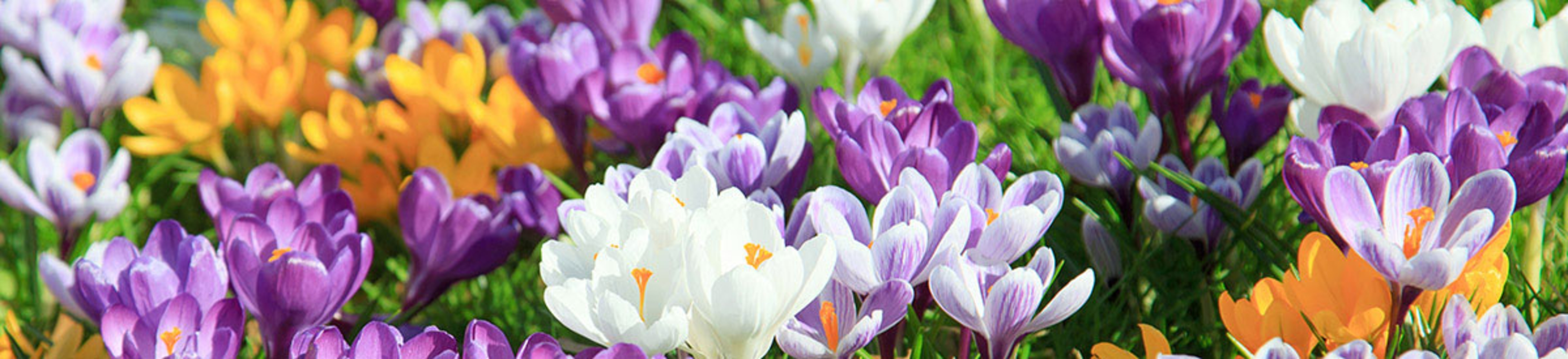 popular flower types crocus