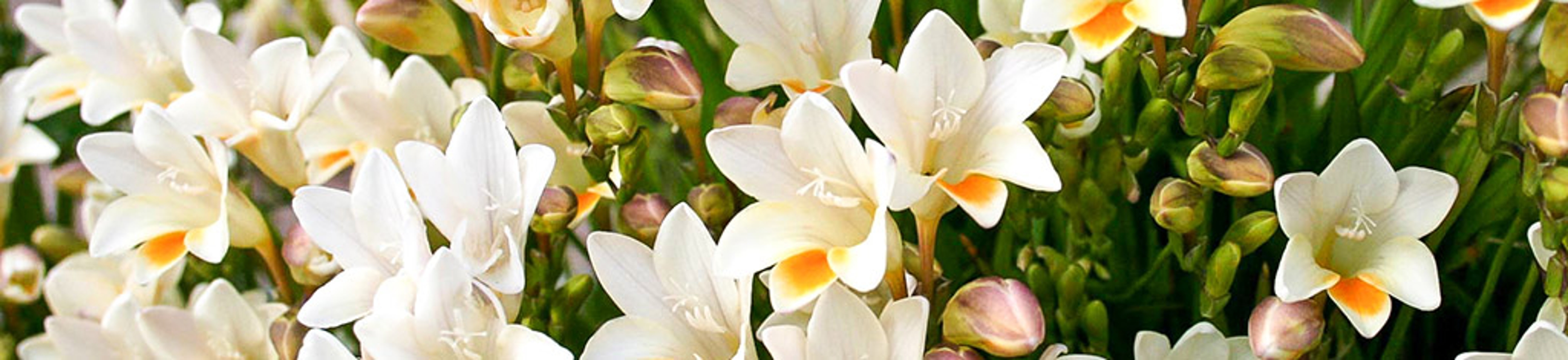 Beautiful blooming white freesia in a garden