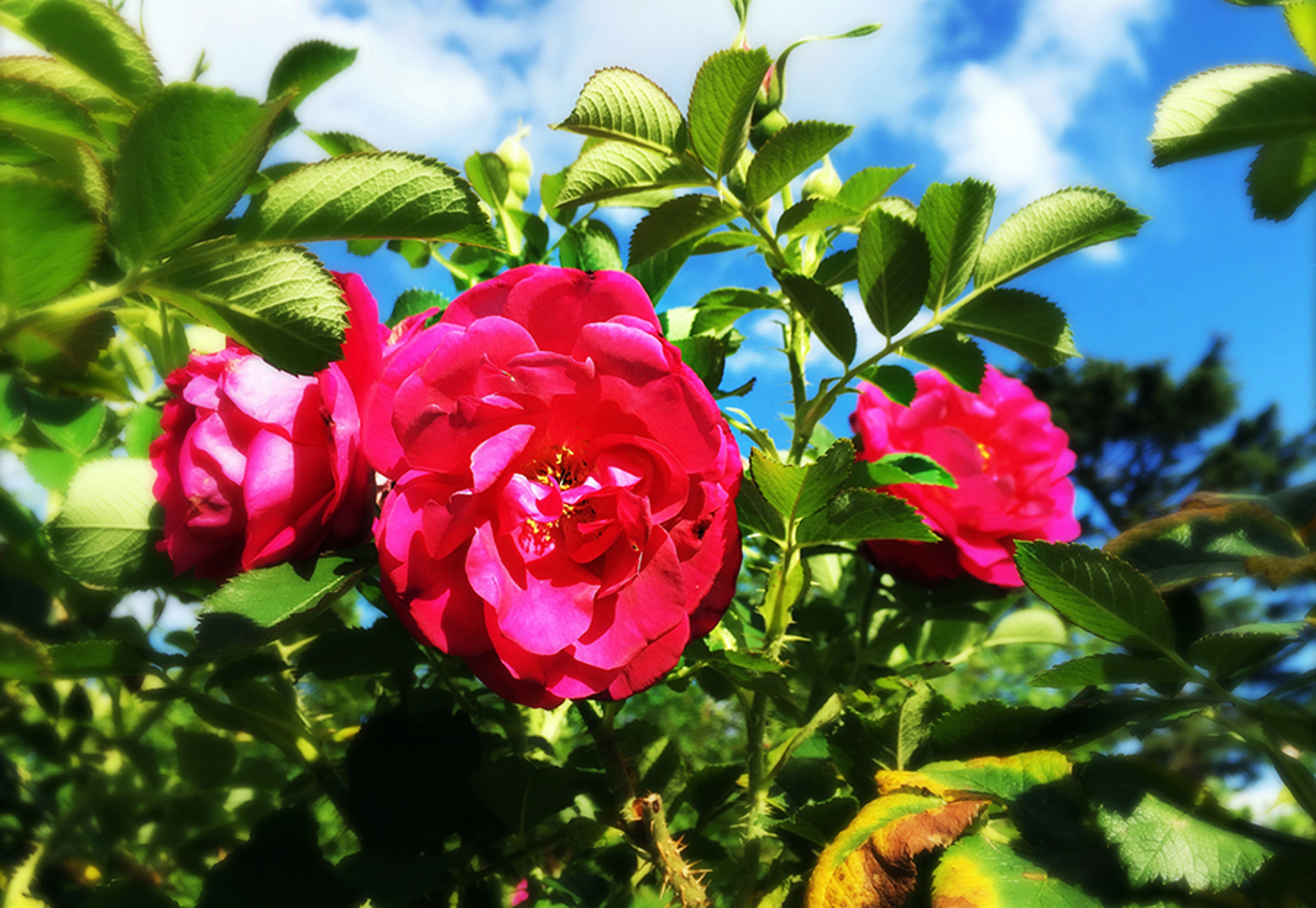 Close up of a pink rose flower on a rose bush in spring time. Shot with an i Phone.