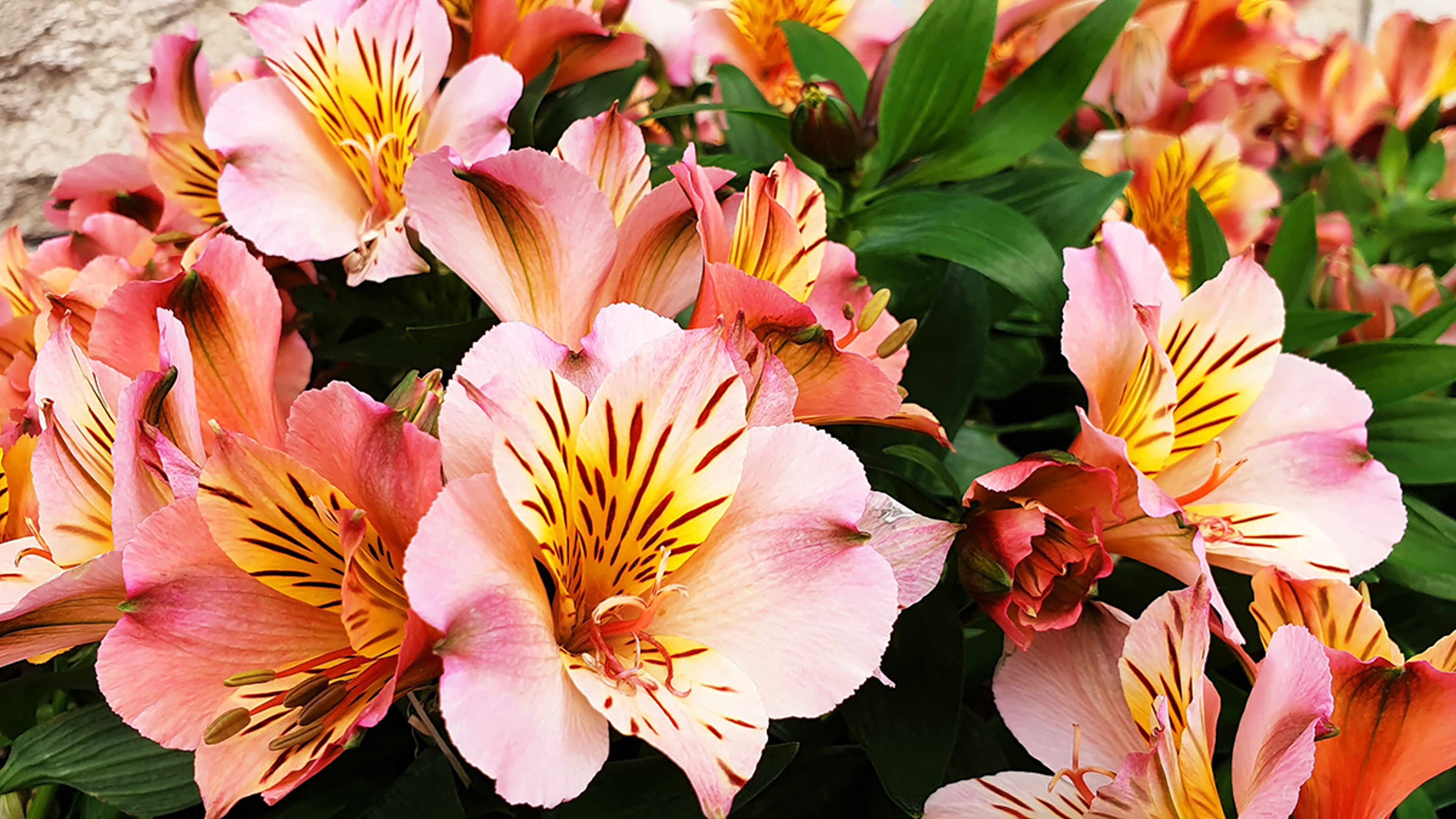 Bouquet of orange and pink flowers Alstroemeria. Panorama.