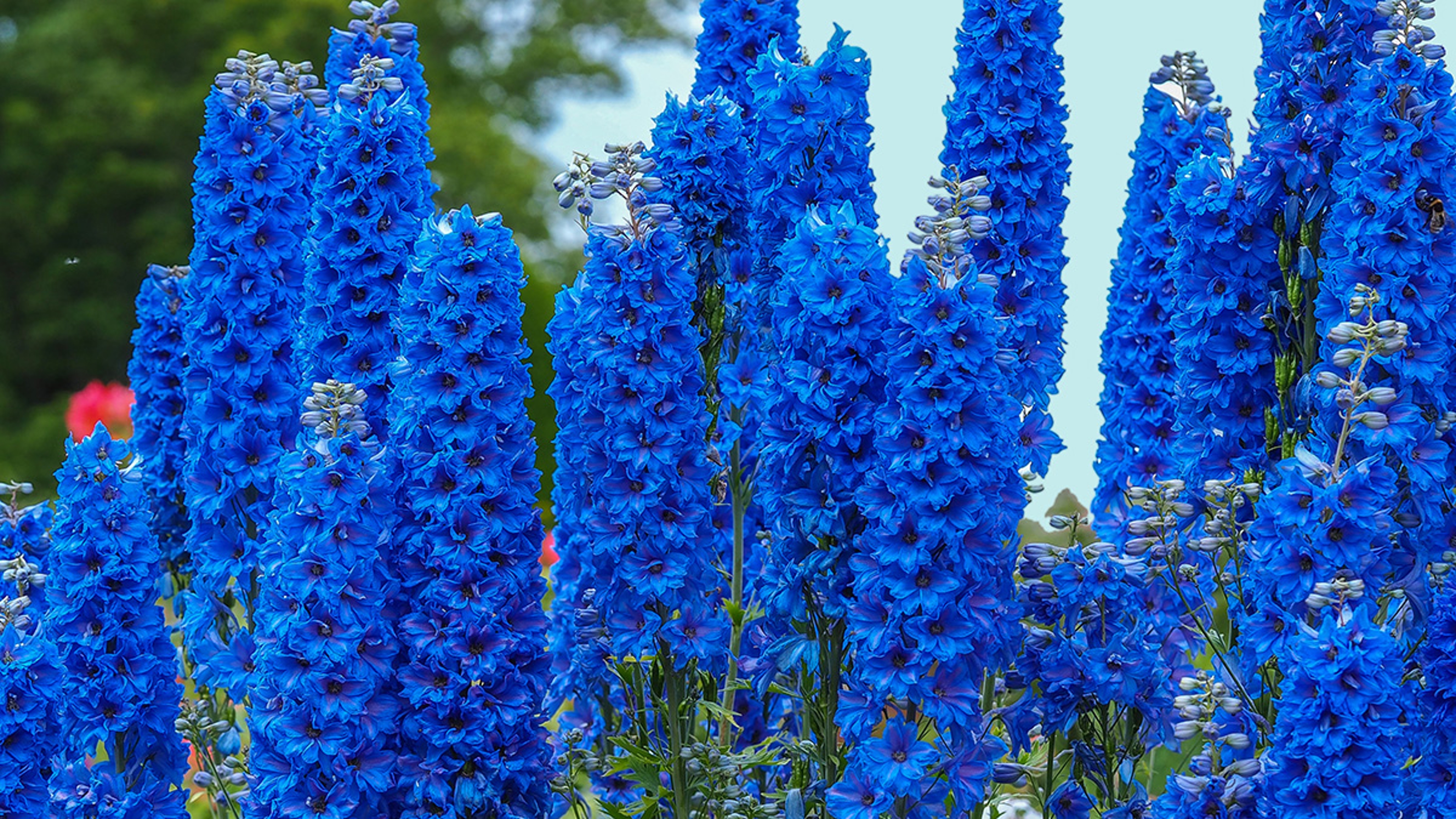 Tall blue flower spikes of Delphinium Faust in a summer garden