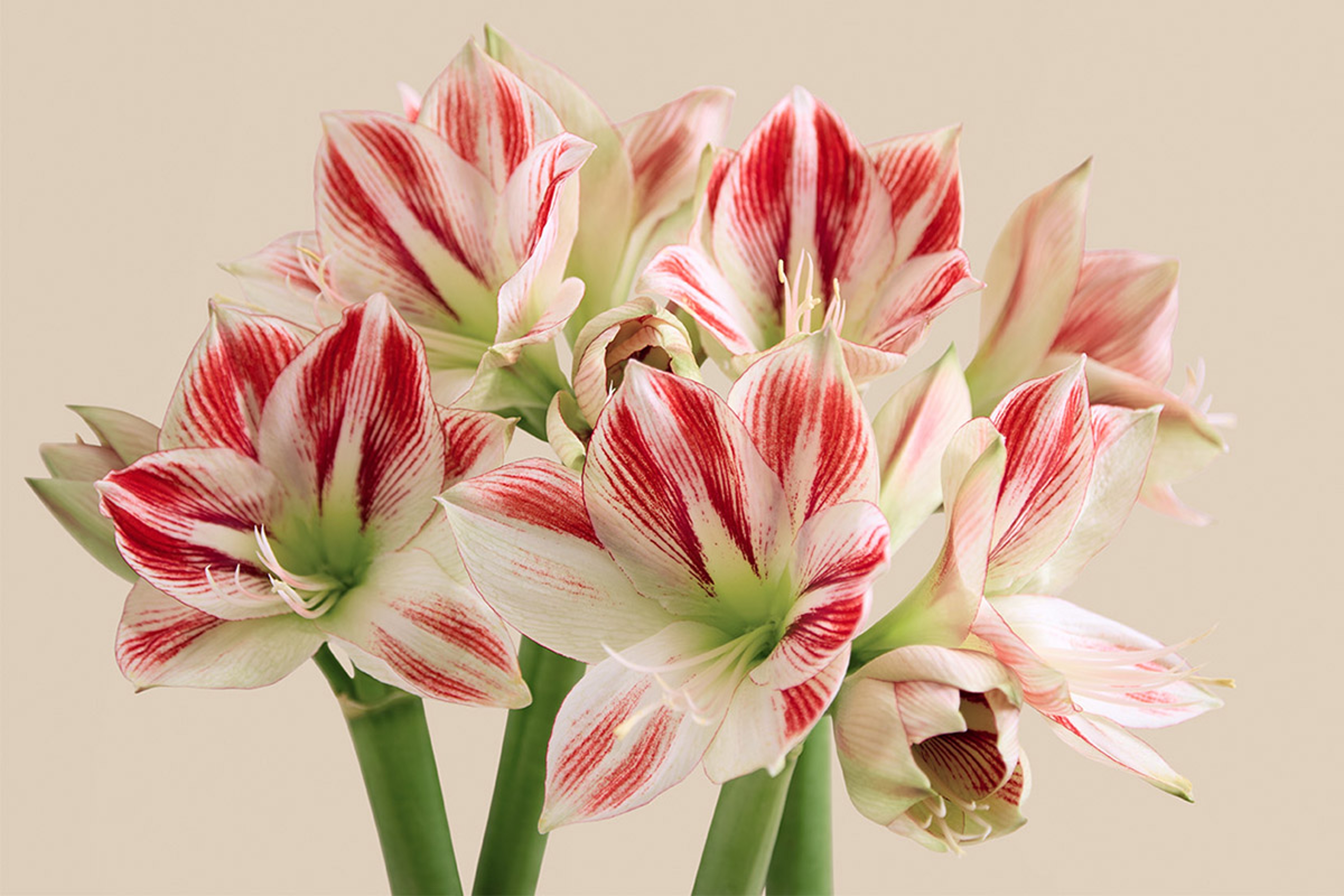 amaryllis facts white candy cane amaryllis