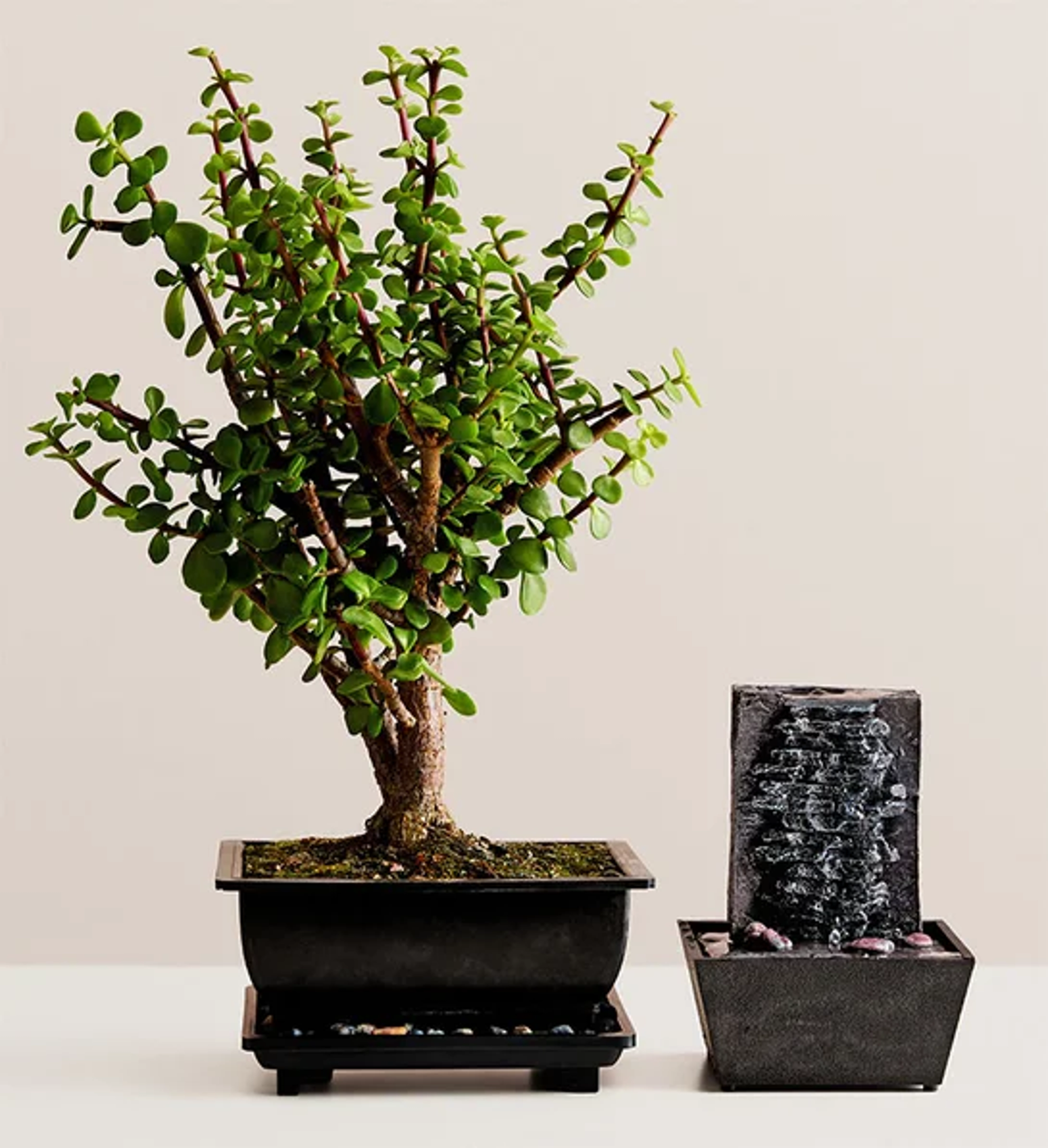 gifts for coworkers dwarf jade bonsai tree