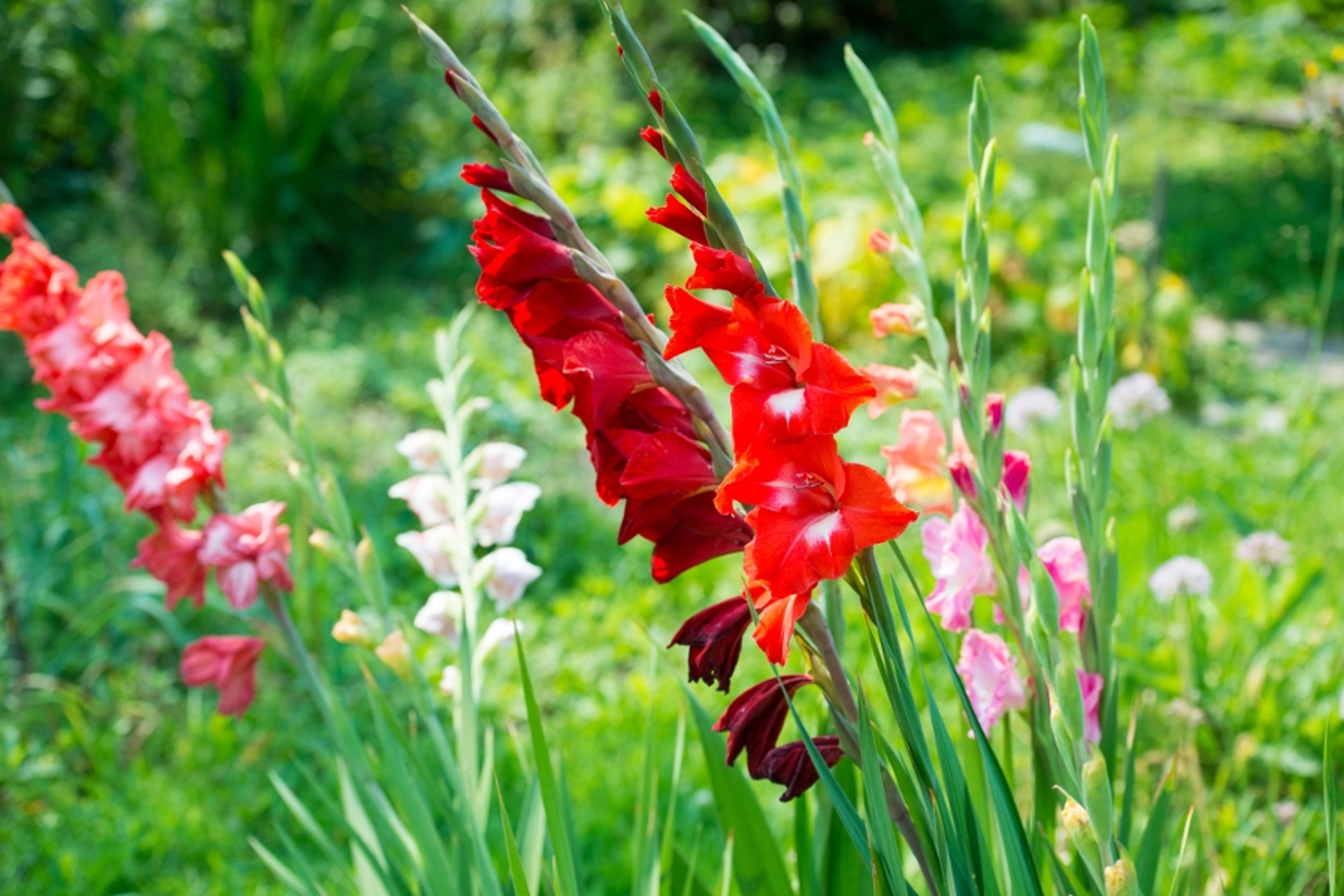 flowers that mean strength Gladiolus