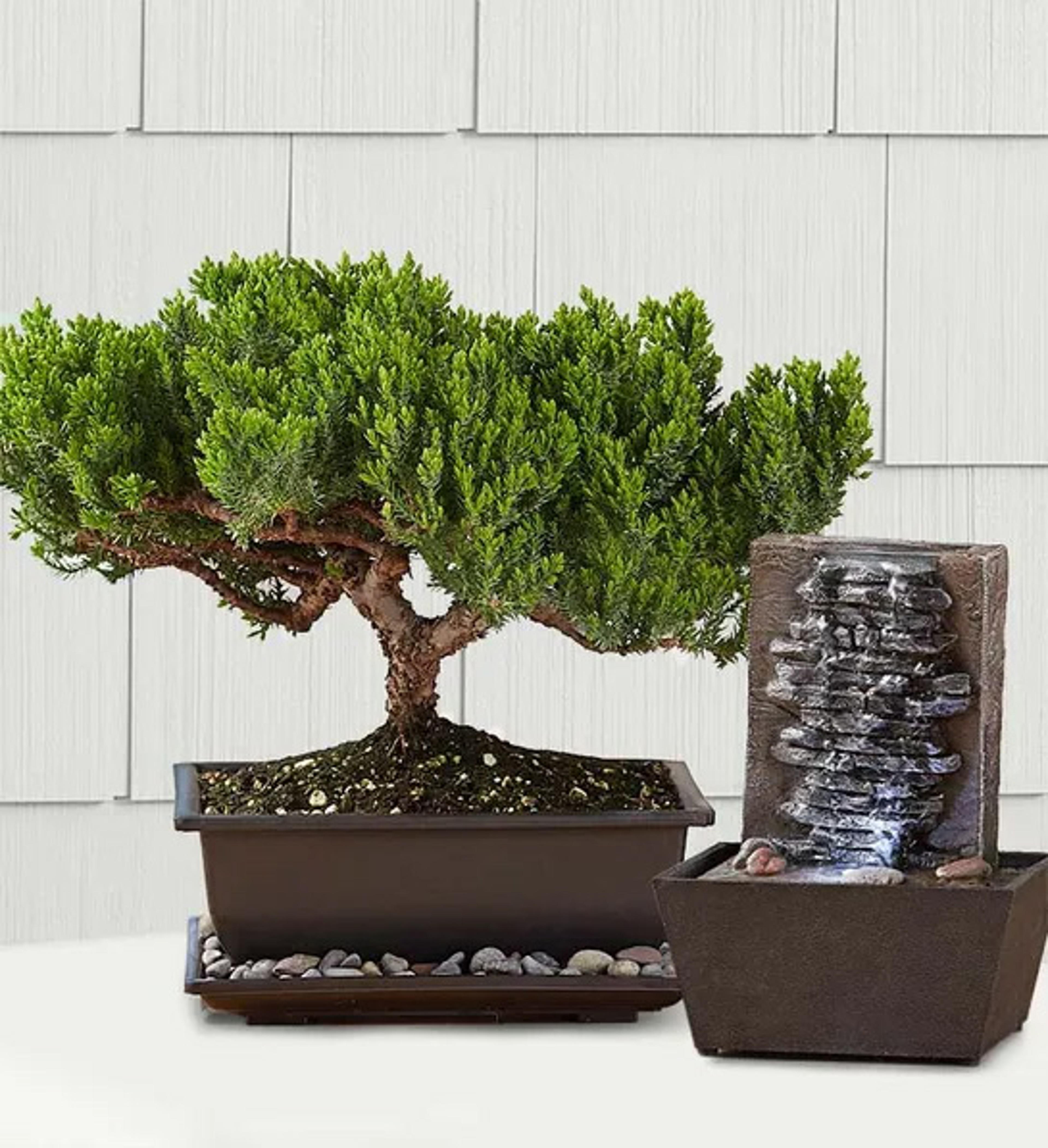 thanksgiving dinner family bonsai