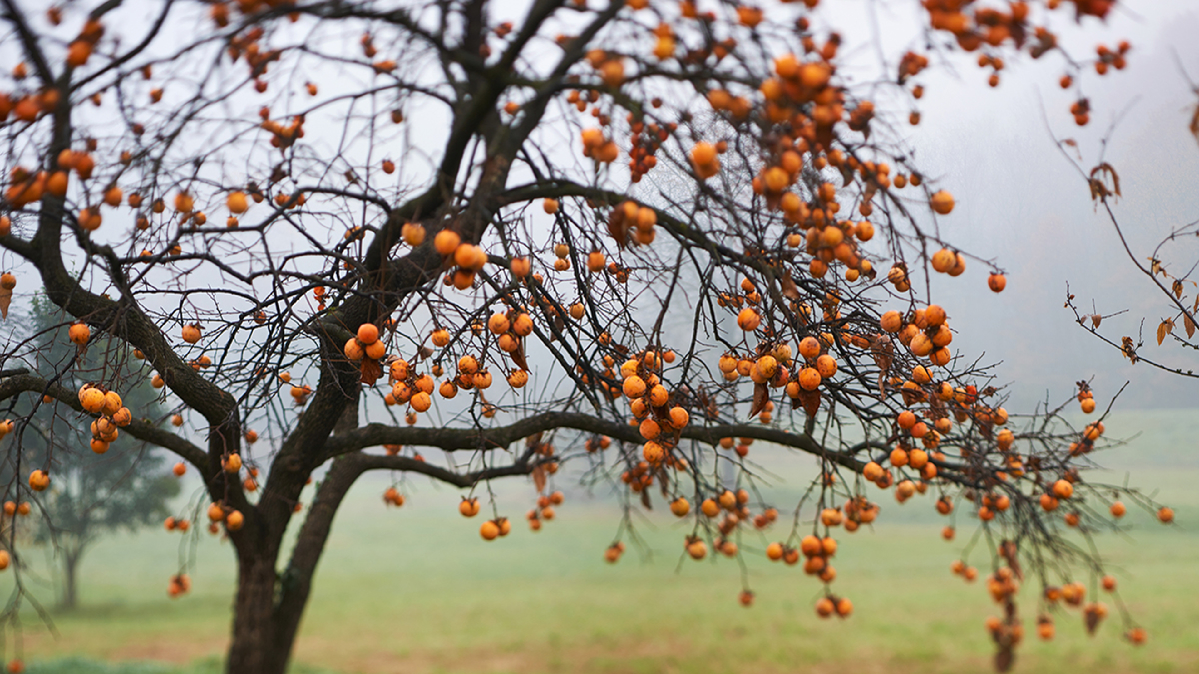 Overview of a persimmon tree, intentionally blurred