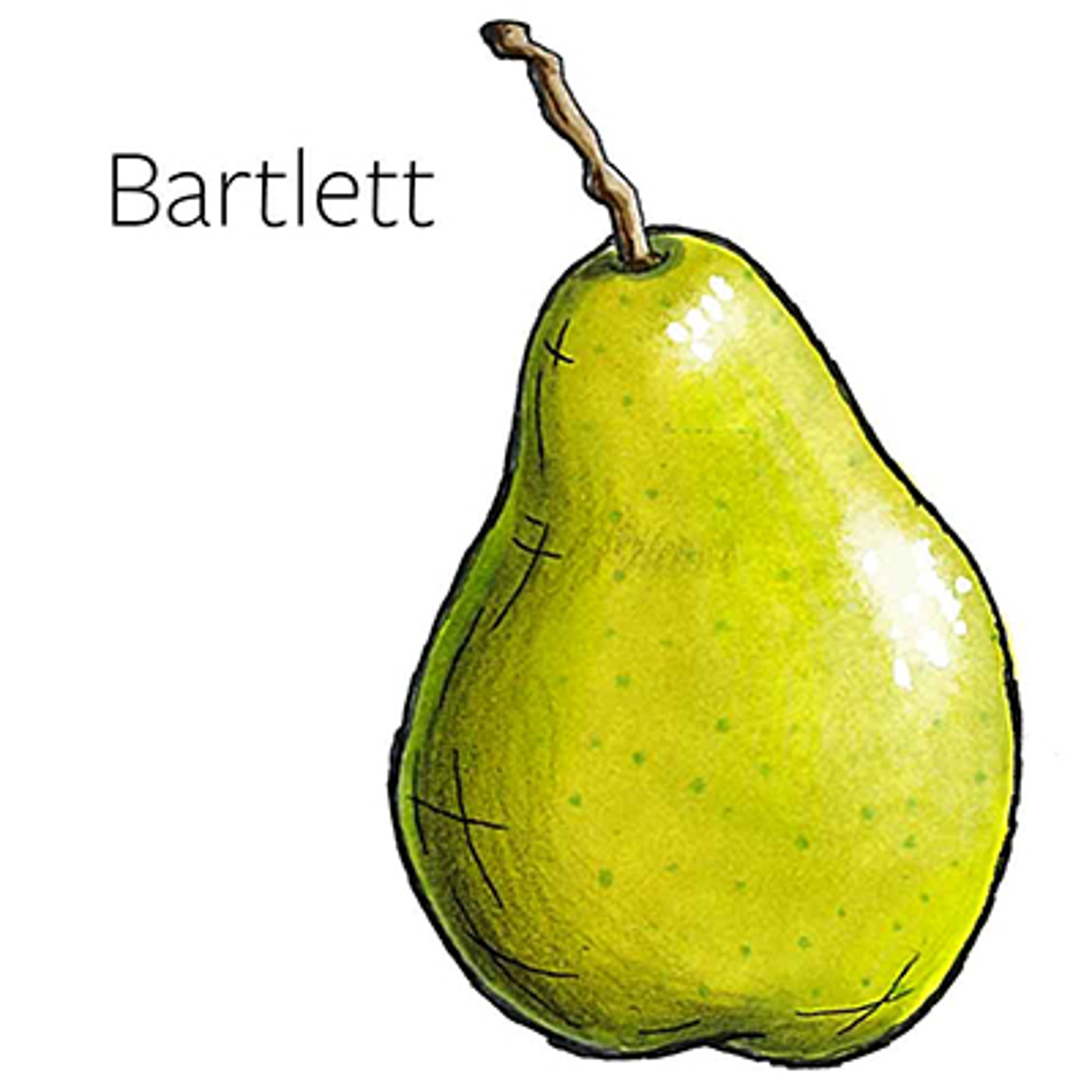 types of pears Bartlett