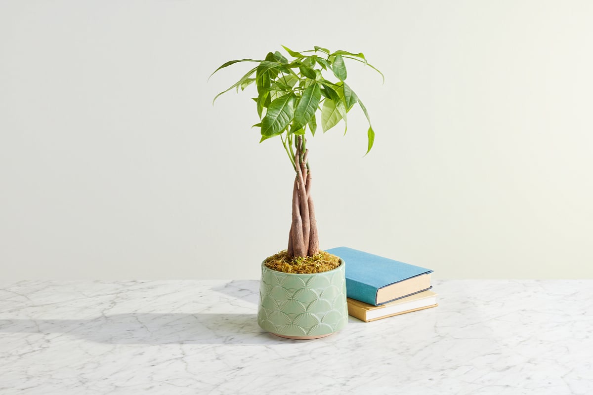 The Money Tree and Its Luck | The Table by Harry & David