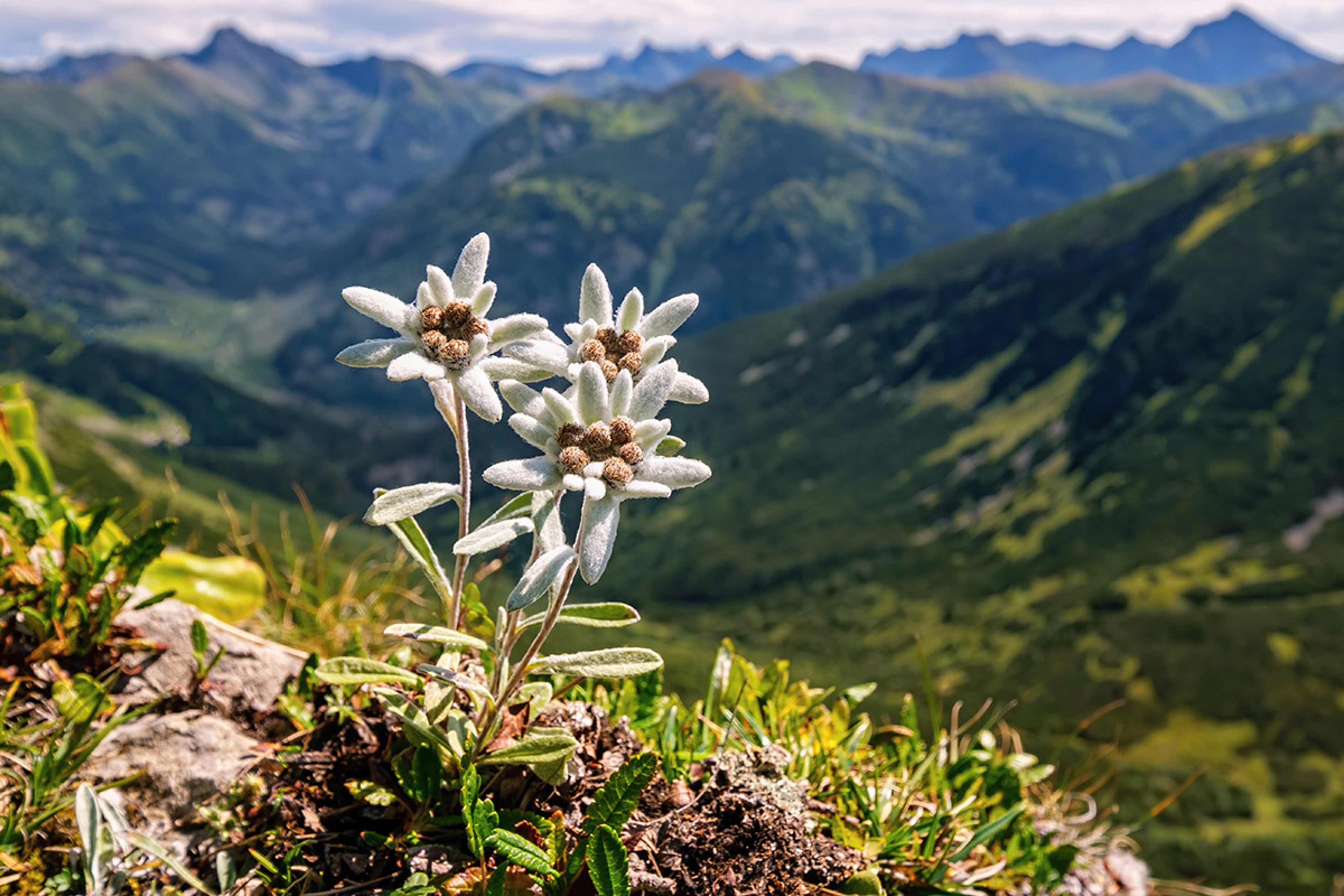 flowers that mean strength edelweiss