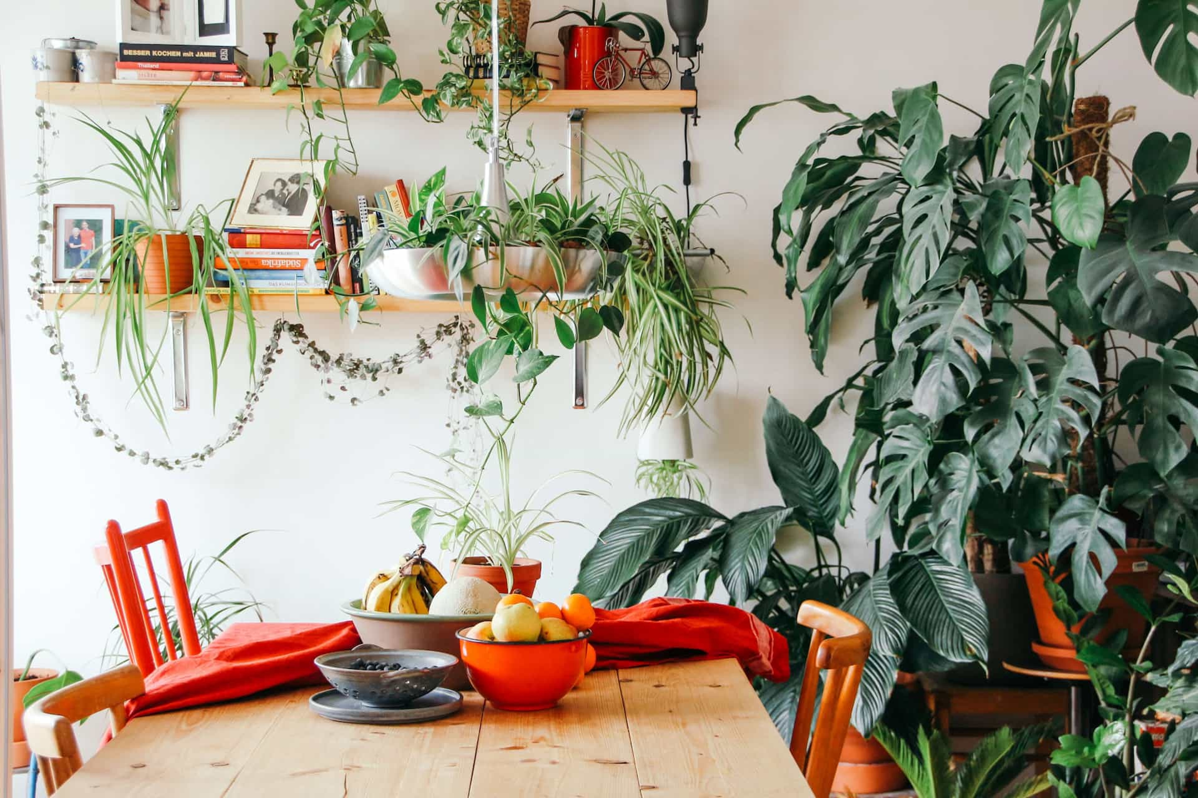 Article Cards Featured Image Table in room covered in plants