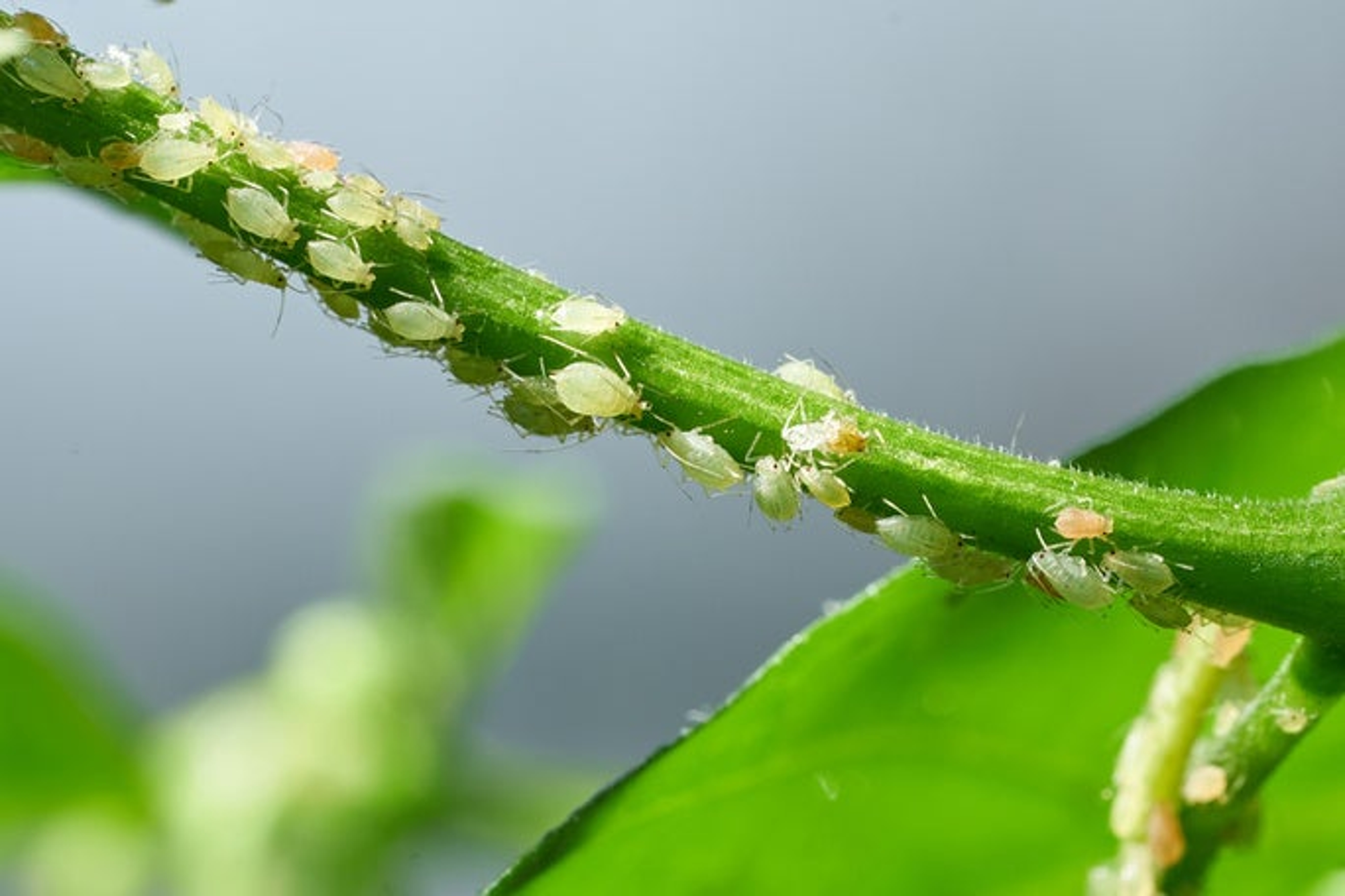 Insect pests, aphid, on the shoots and fruits of plants, Spider mite on flowers. Pepper attacked by malicious insects.