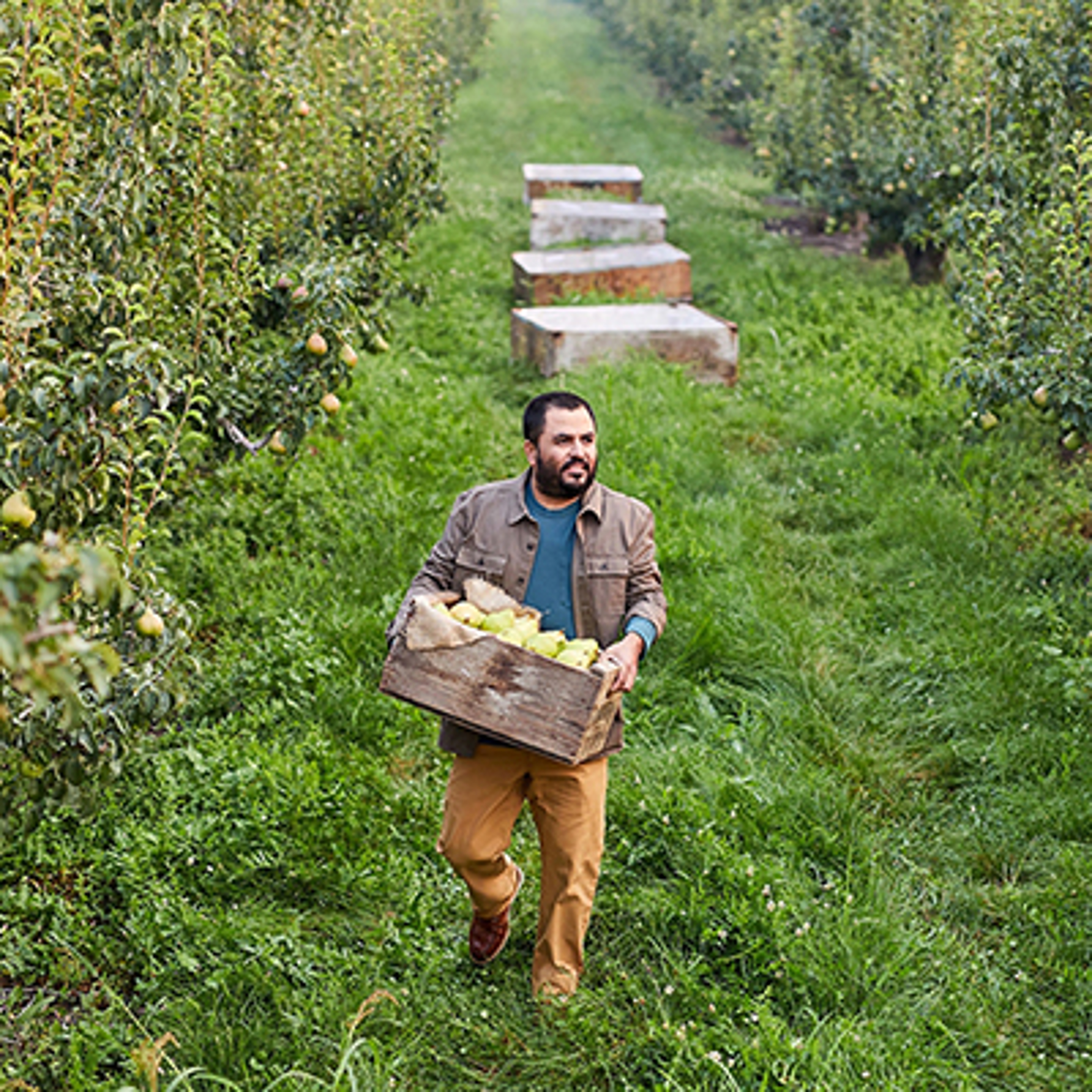 Man harvesting pears in an orchard.