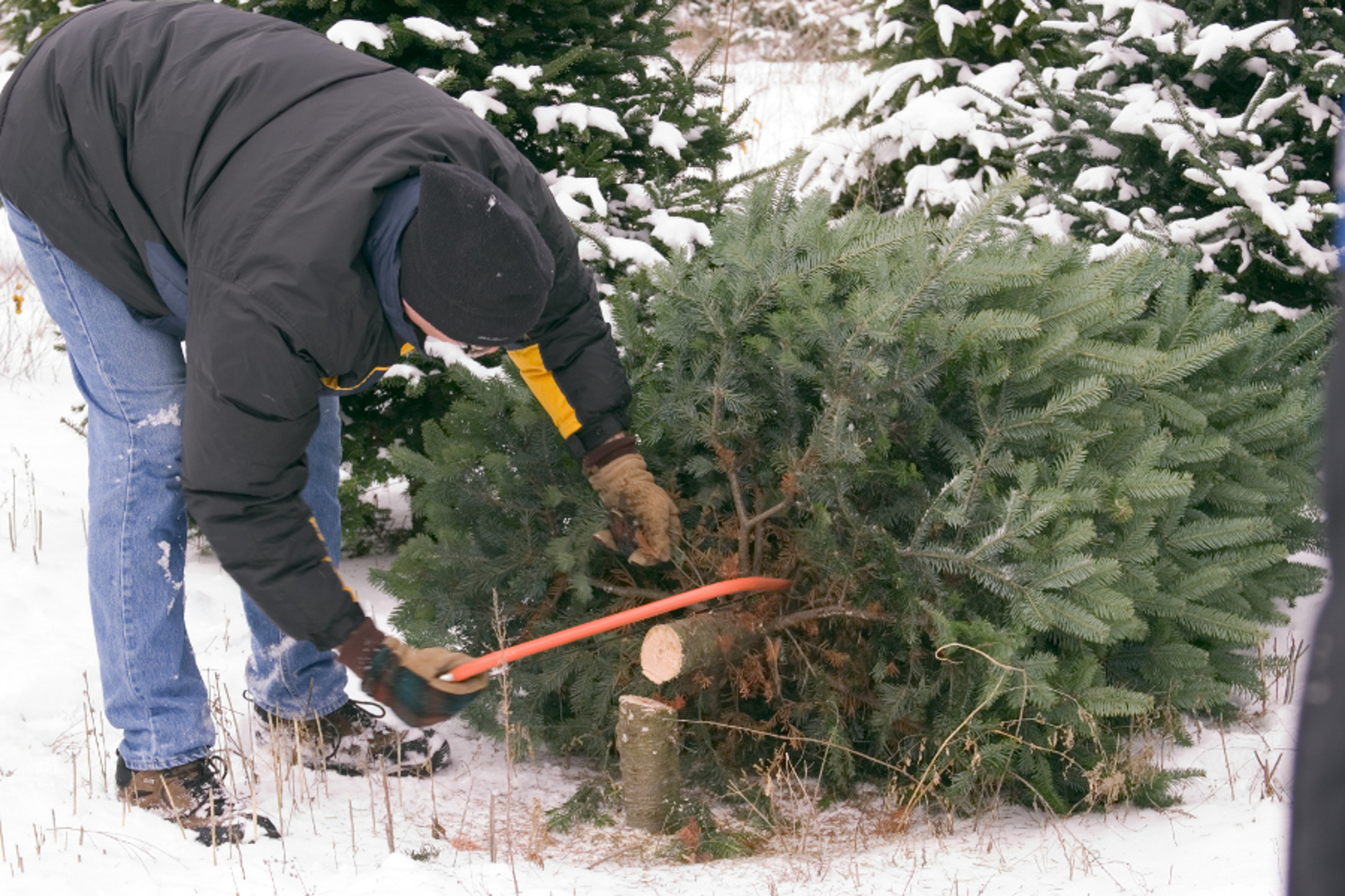 Article Cards Featured Image Chopping down Christmas tree