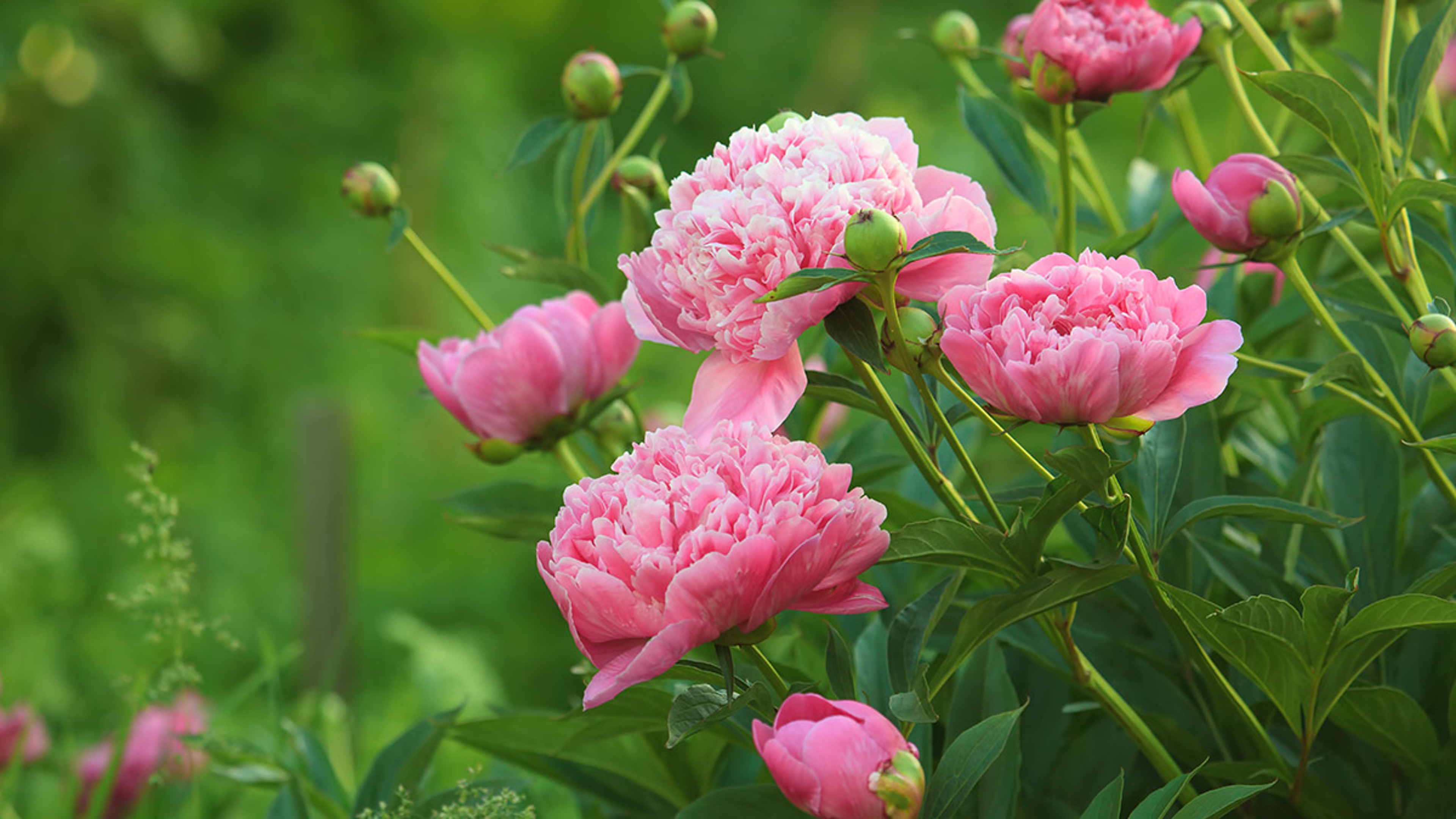 patriotic flowers with bouquet of peonies