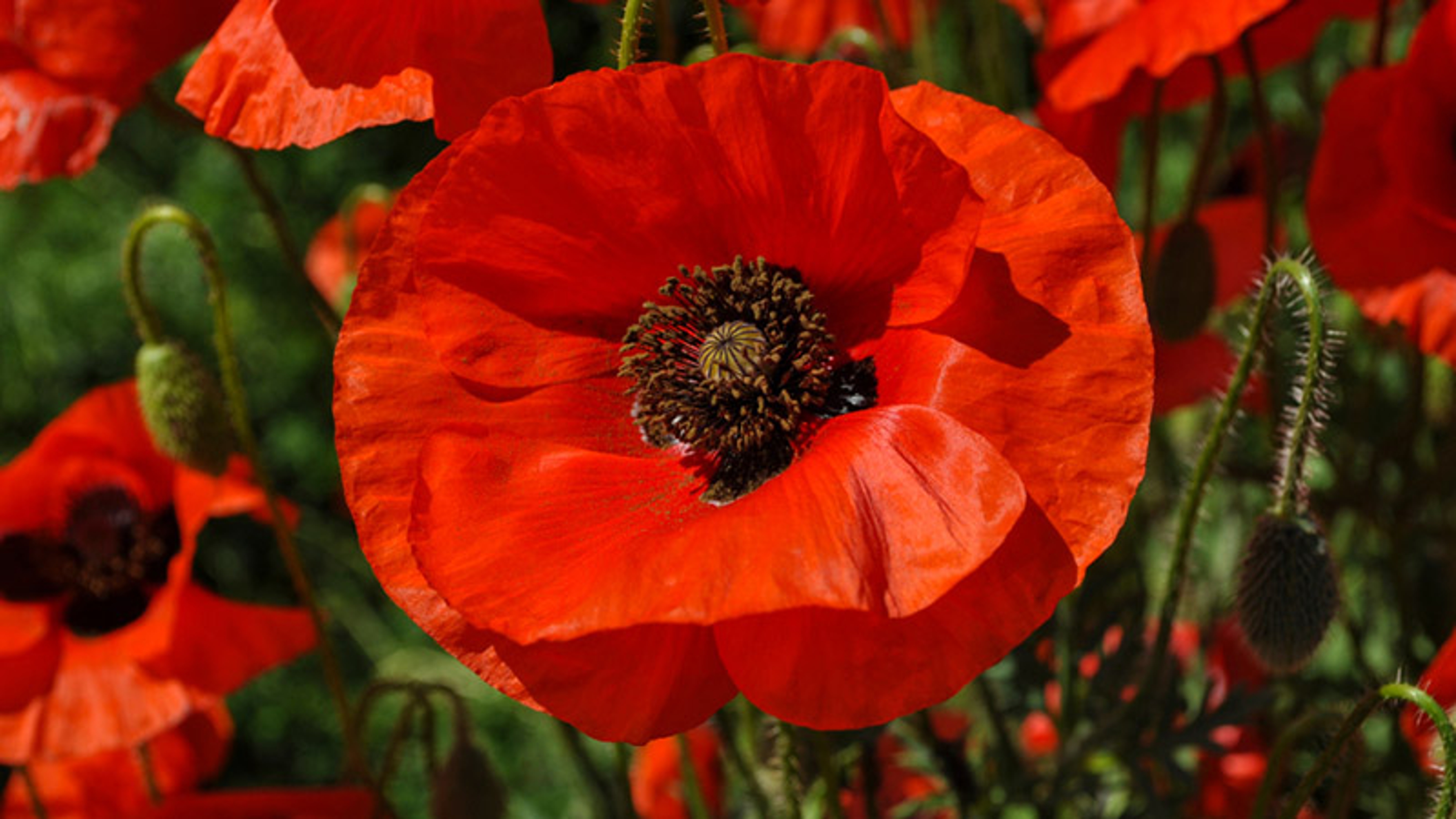 red poppy in a field