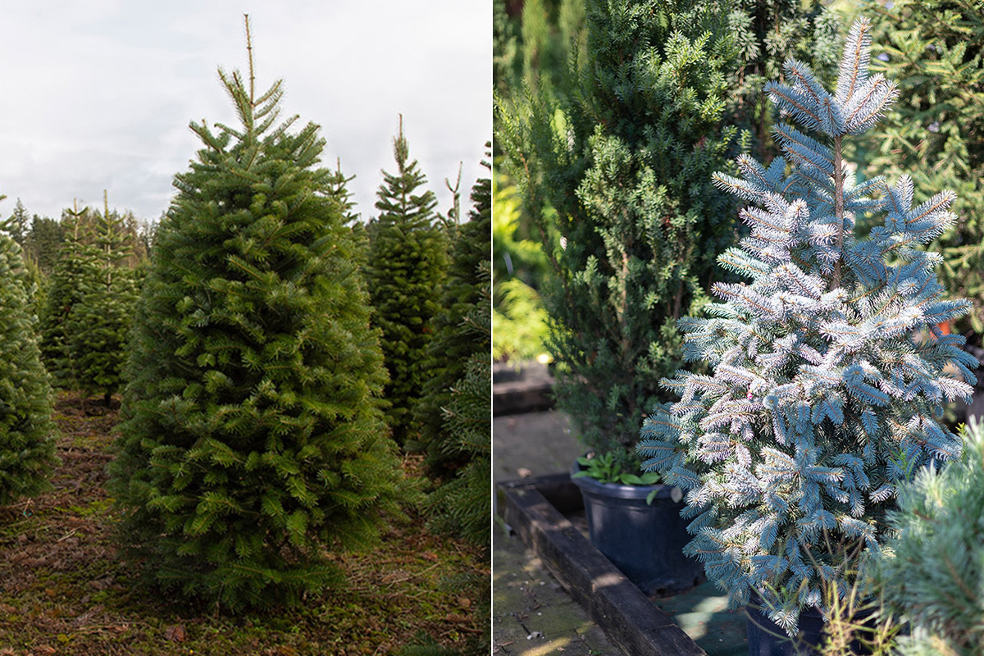 types of christmas trees douglas fir concolor fir