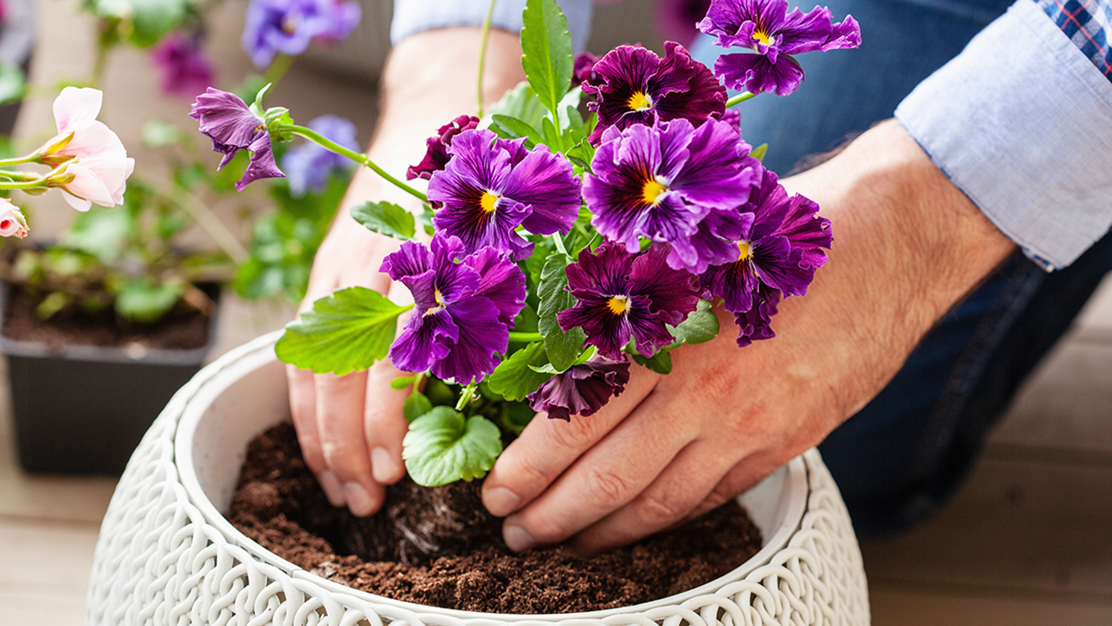 man gardener planting pansy, lavender flowers in flowerpot in garden on terrace