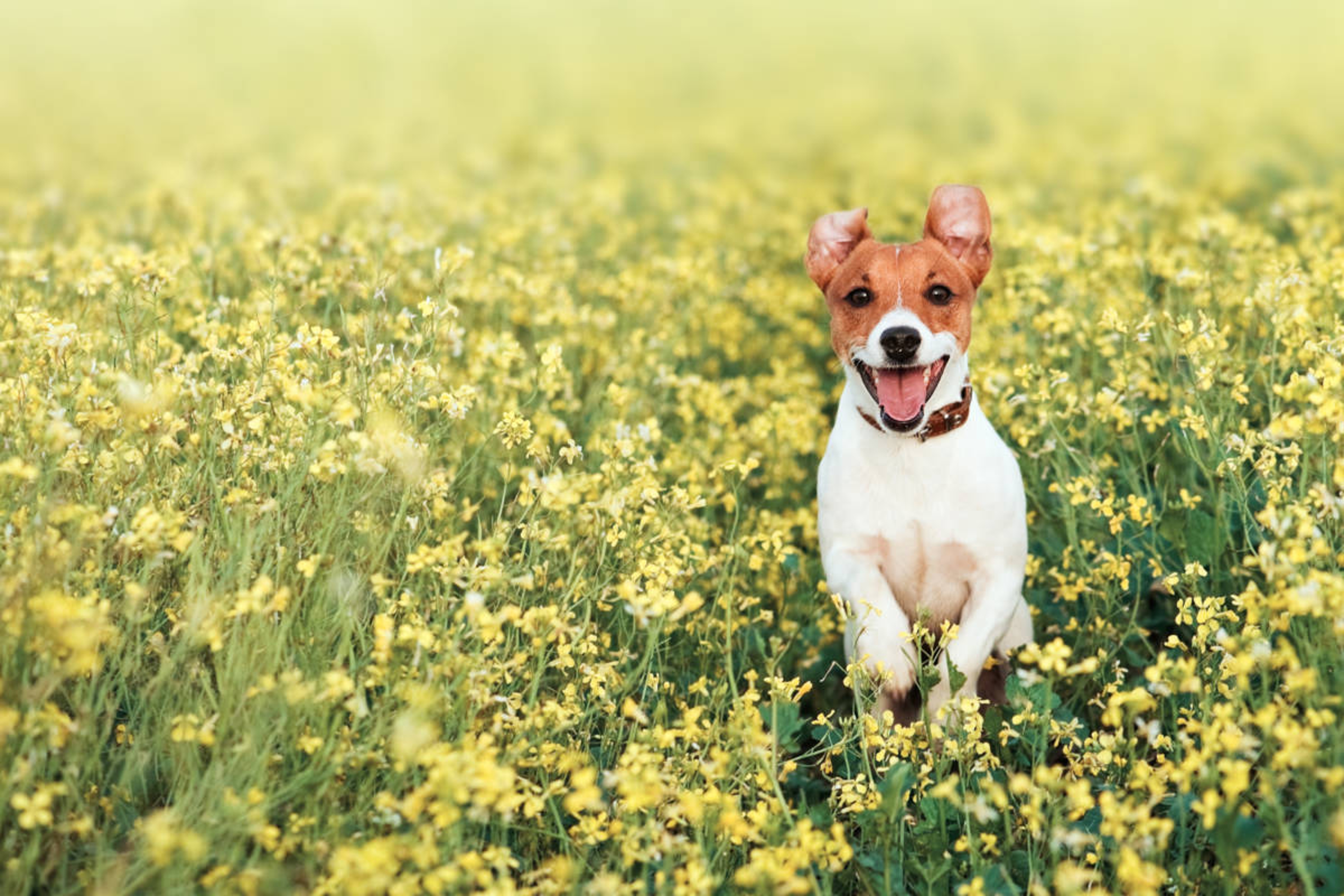 Article Cards Featured Image jack russel on flower meadow