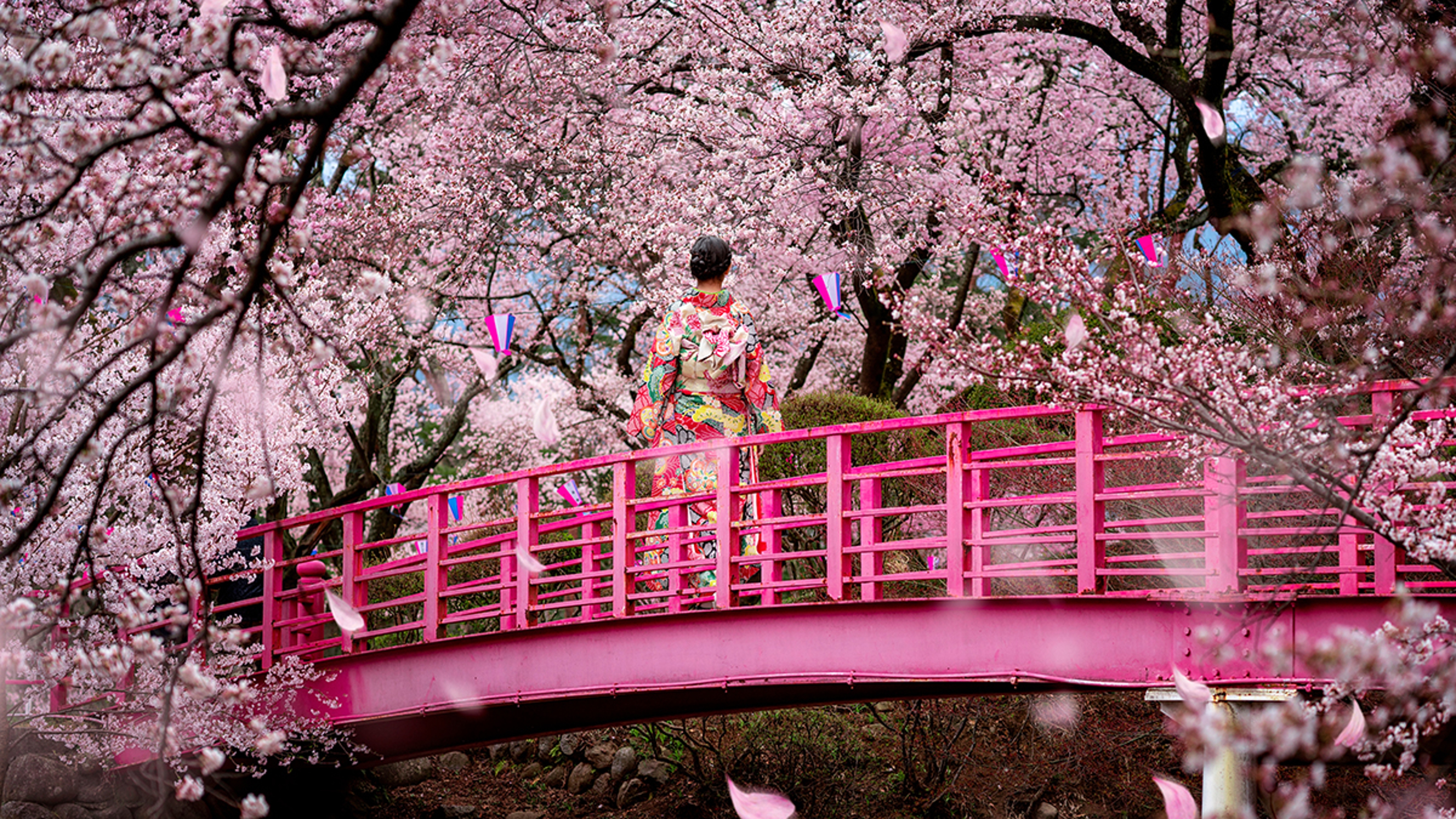 Article Cards Featured Image traveller girl walk on the wooden bridge in sakura flower garden