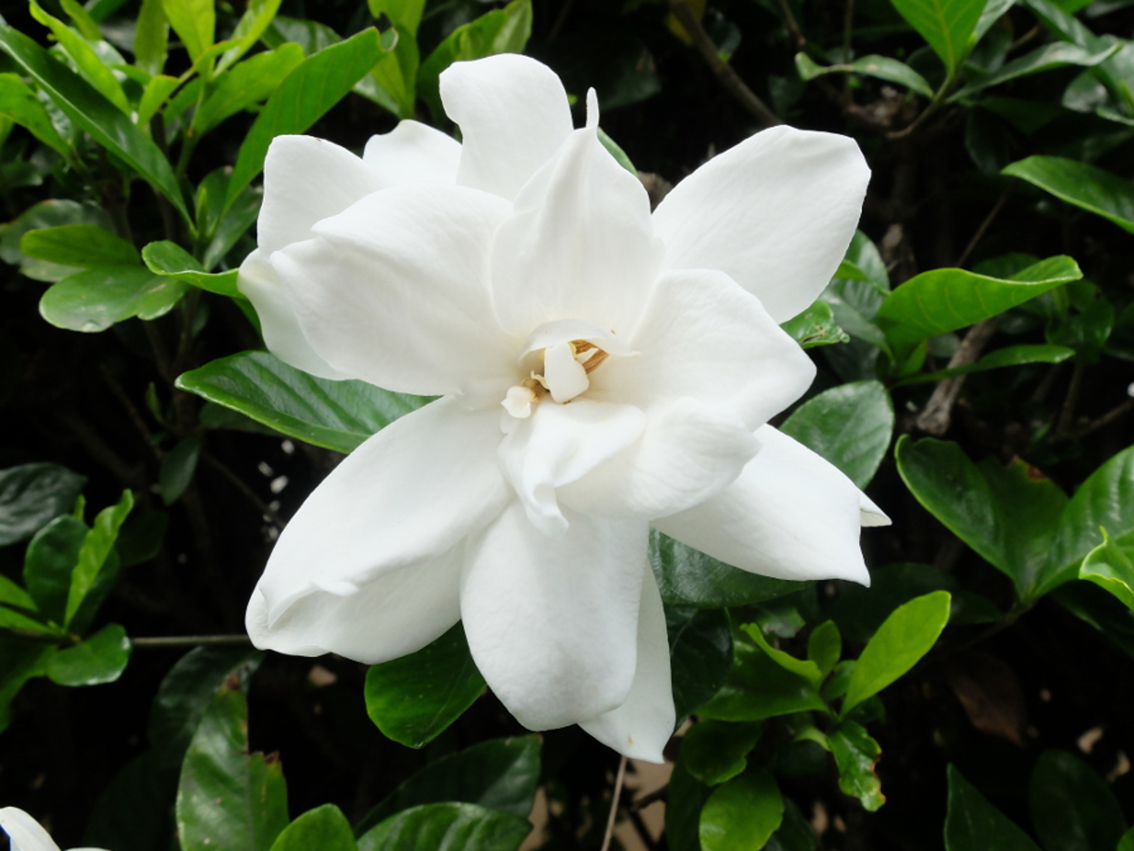 Article Cards Featured Image Gardenia Plant Care Tips From a Flower & Plant Expert