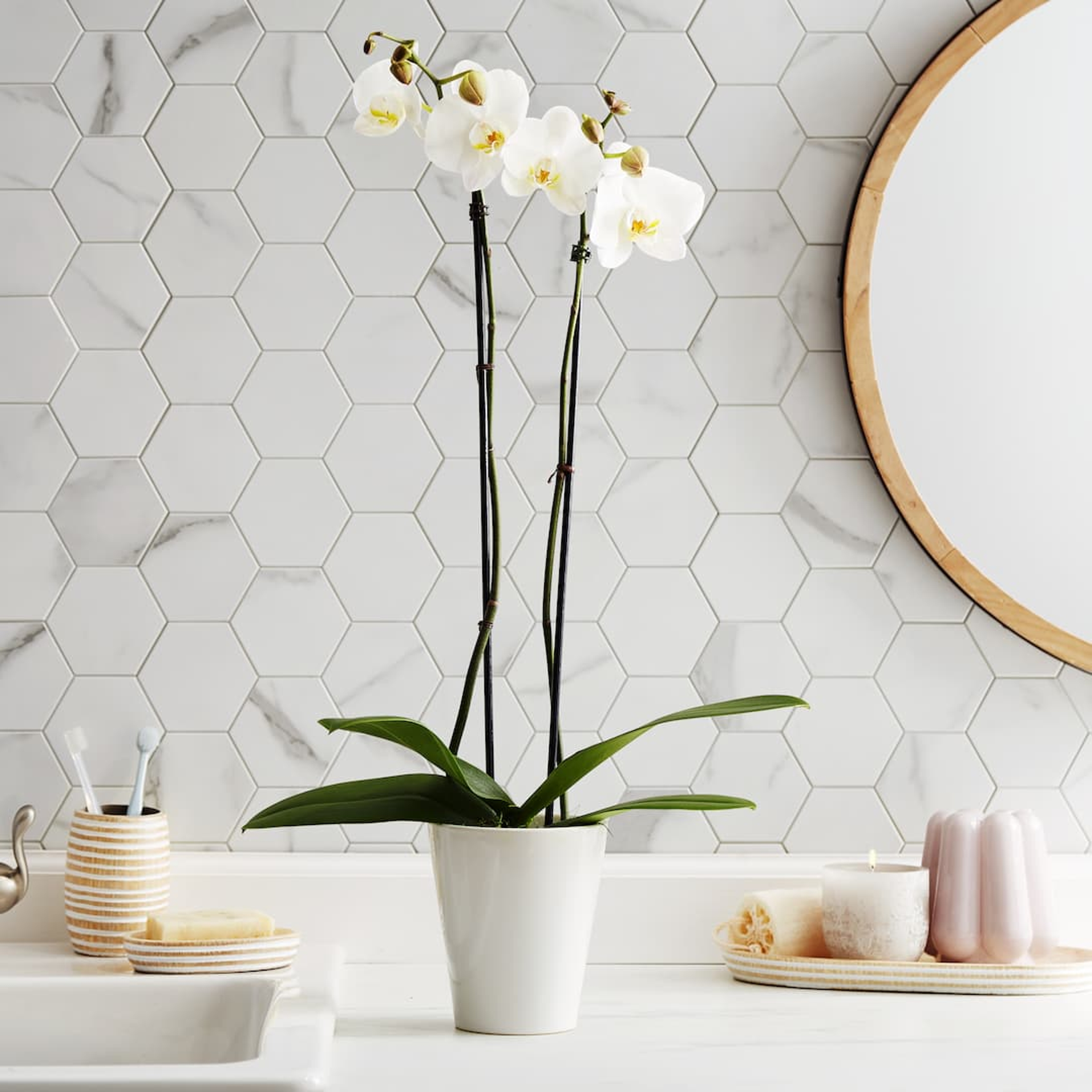 Simple White Orchid