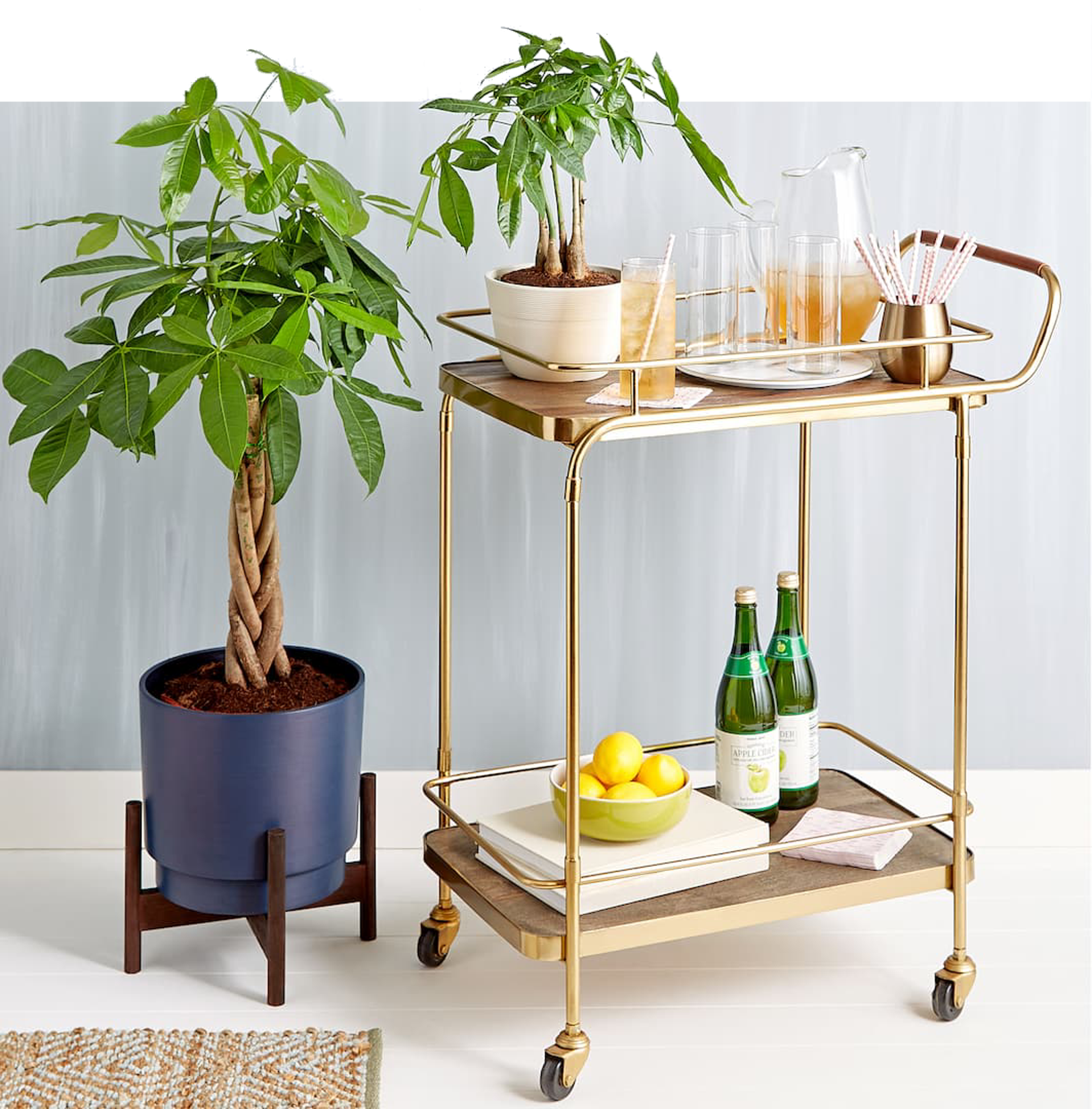 Money tree on a stand with one on a rolling breakfast cart