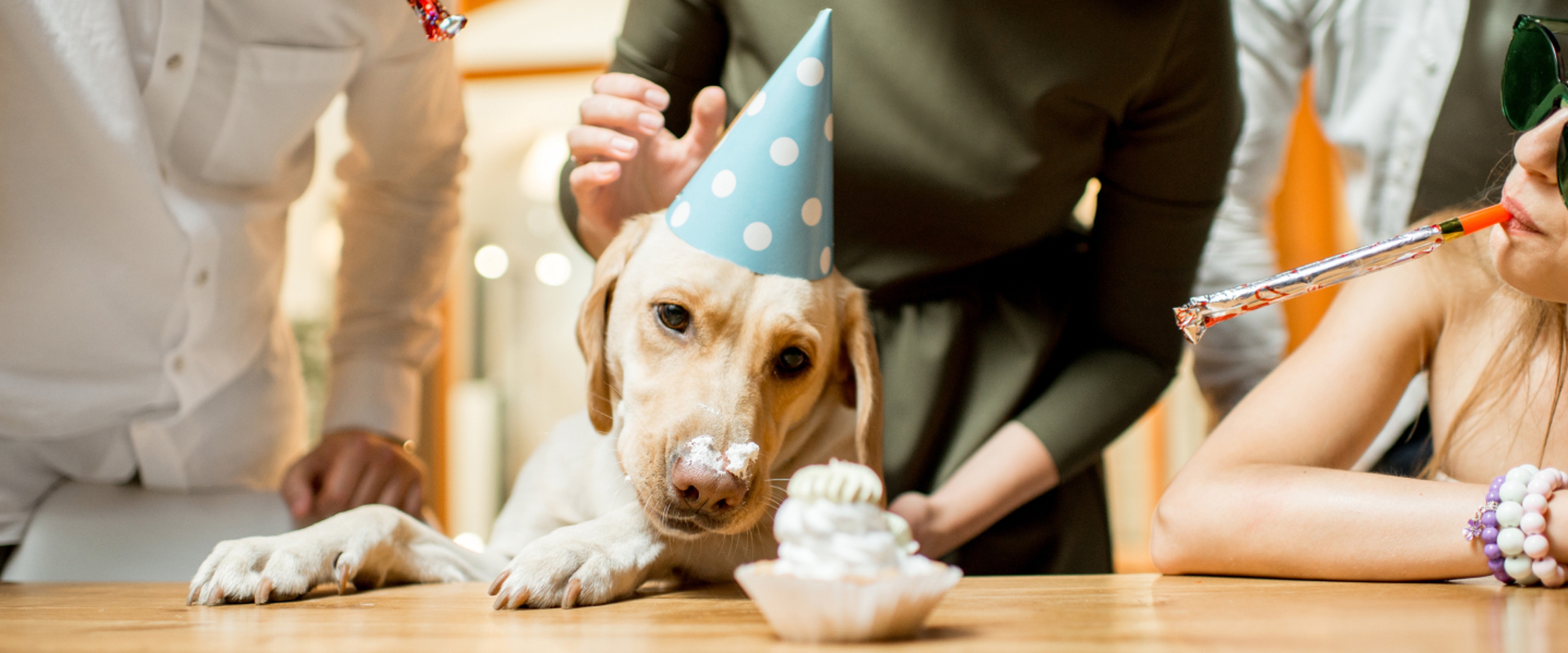 Dog Hat People