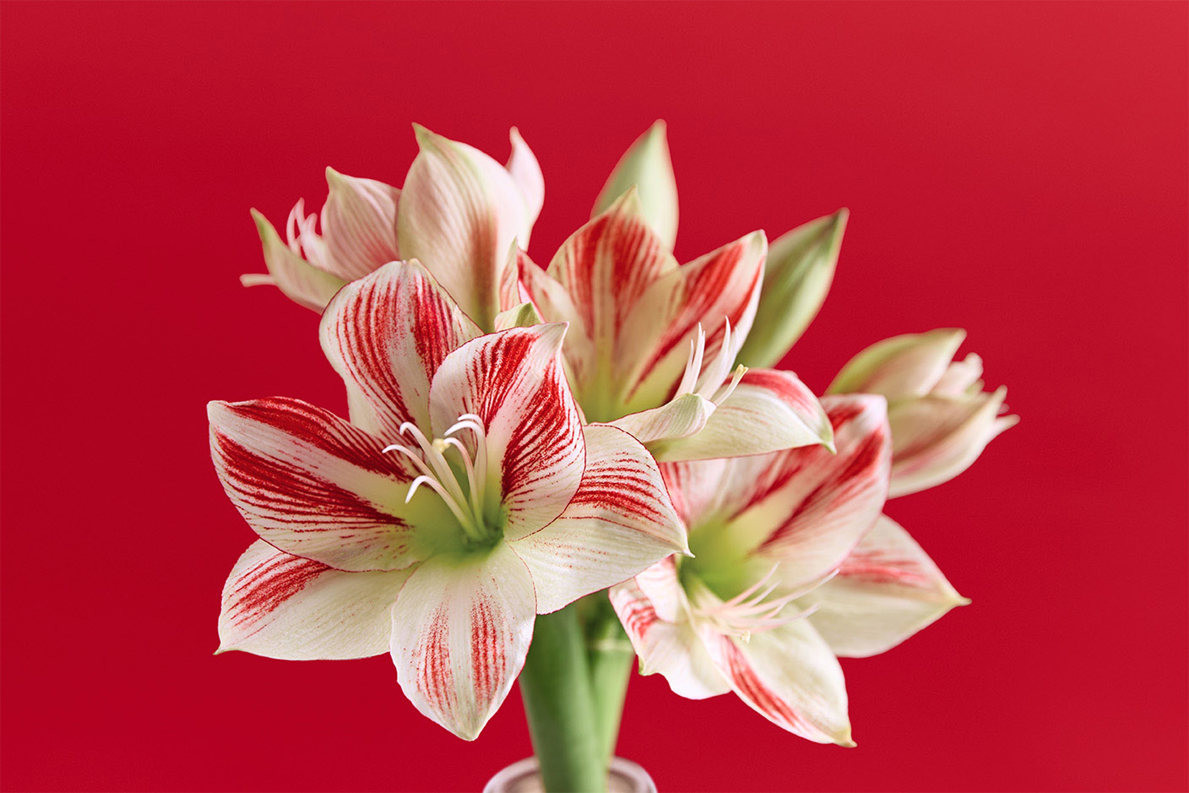 amaryllis facts candy cane amaryllis