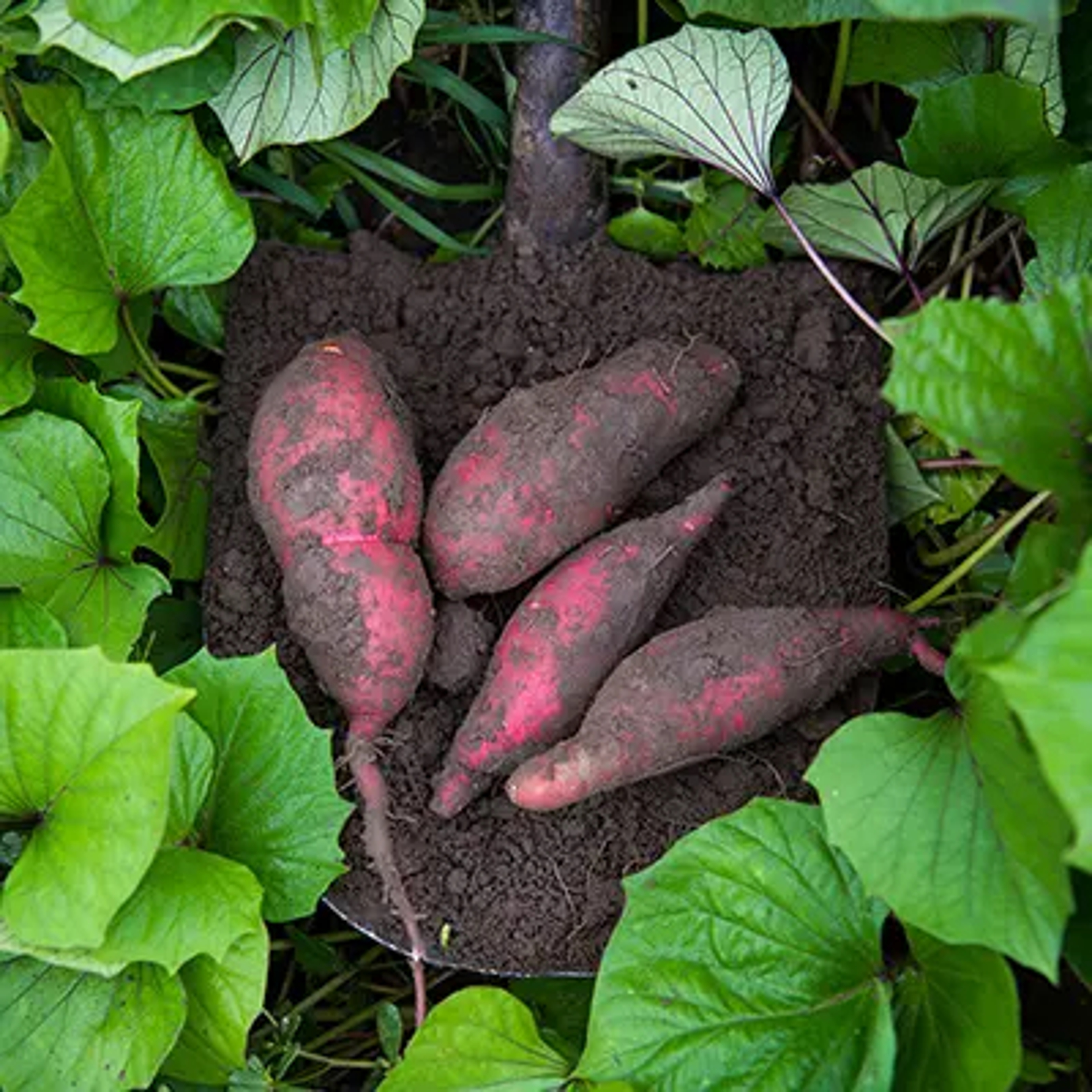 Sweet potatoes freshly pulled from the ground