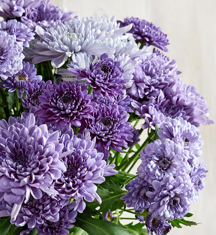 Blue Chrysanthemum: Origins & Facts | Petal Talk