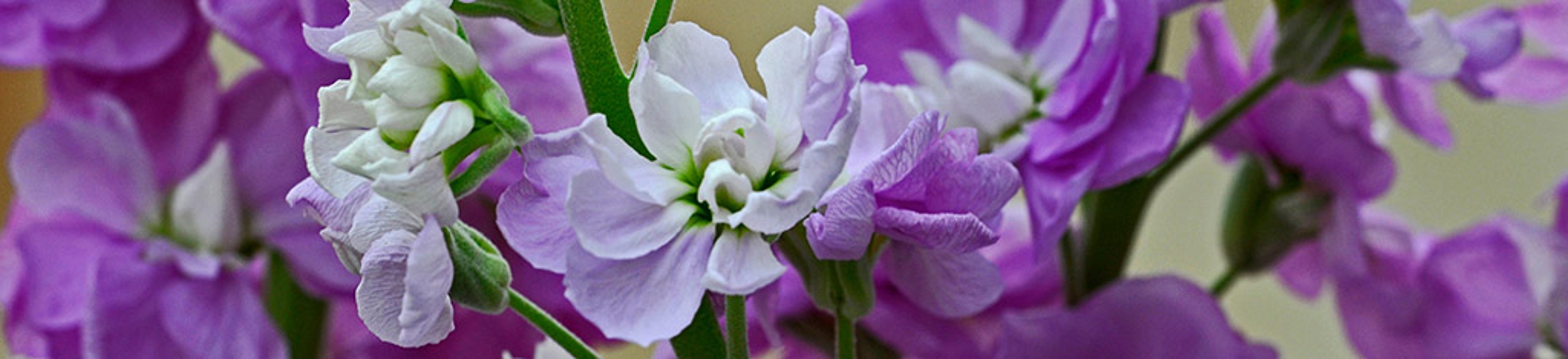 Close up of pink Matthiola incana, Stocks in a flower border