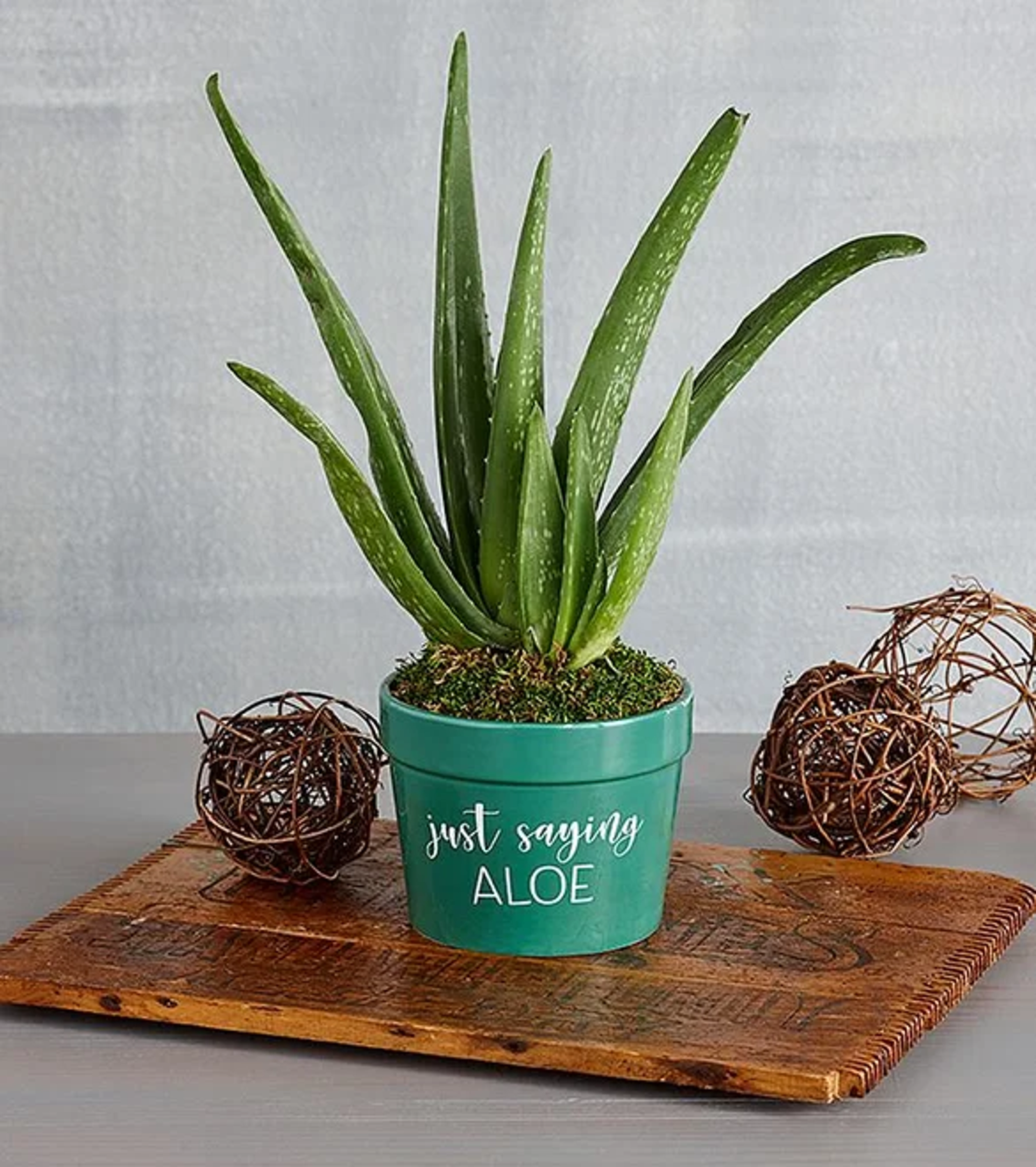 holiday gift guide aloe vera