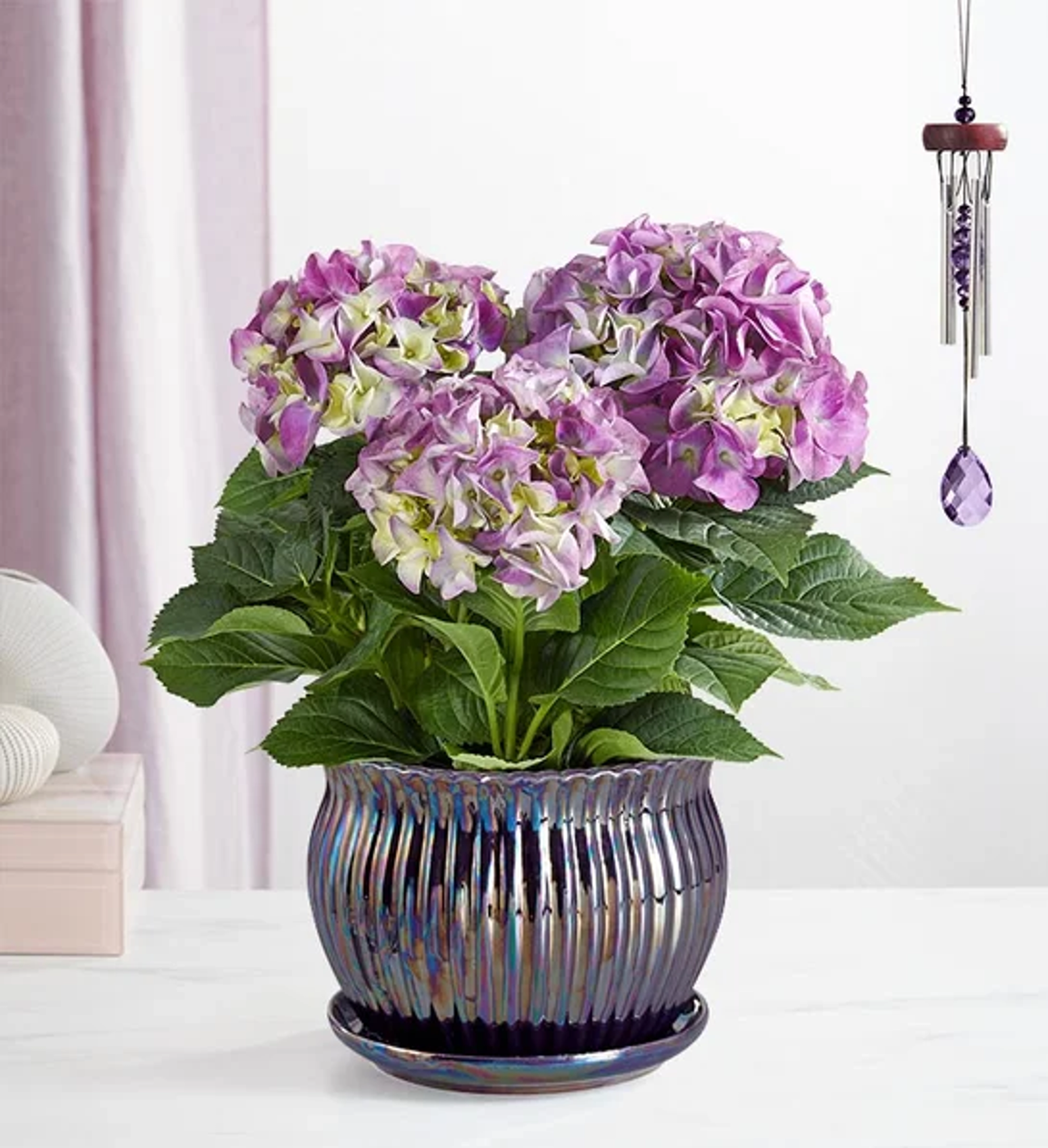 valentines day facts Blissful Blooming Hydrangea