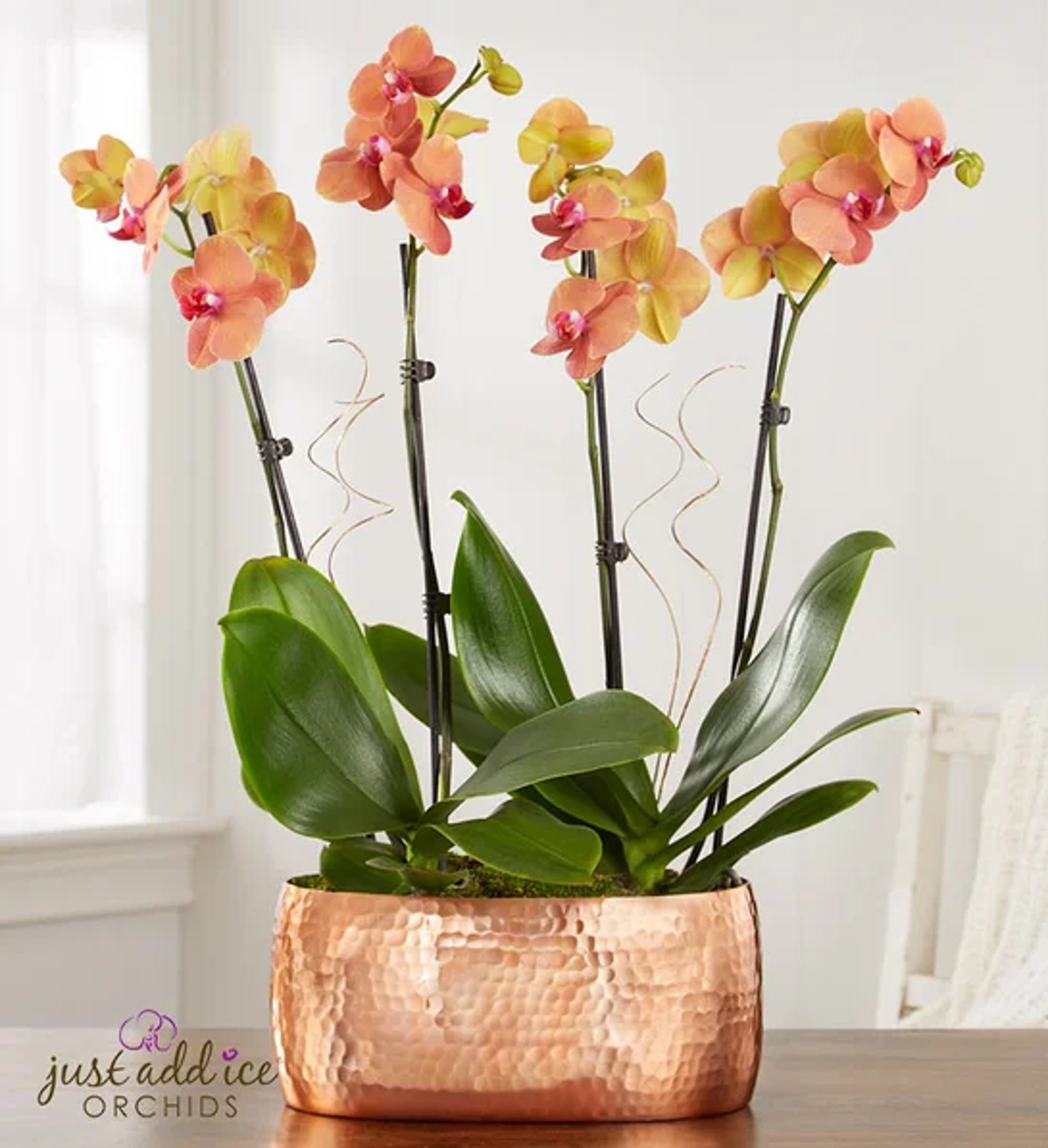 anniversary gift ideas Orchid