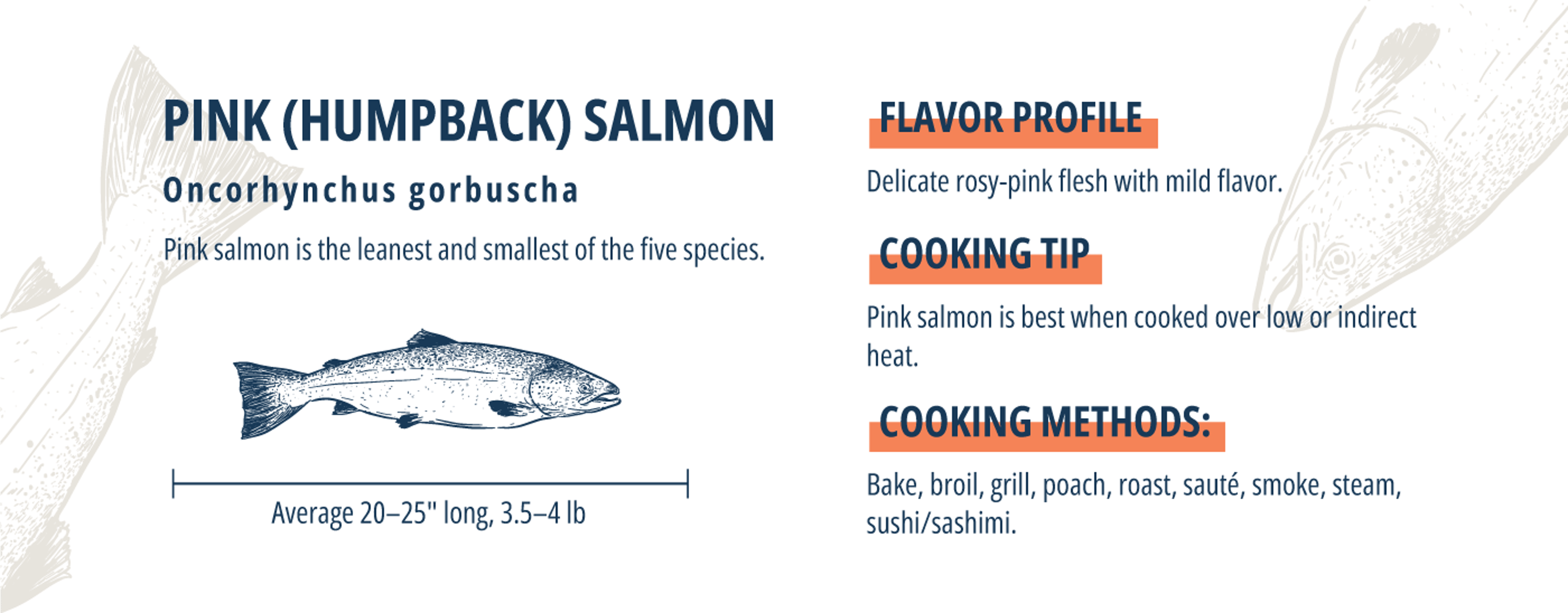 atlantic salmon pink salmon infographic