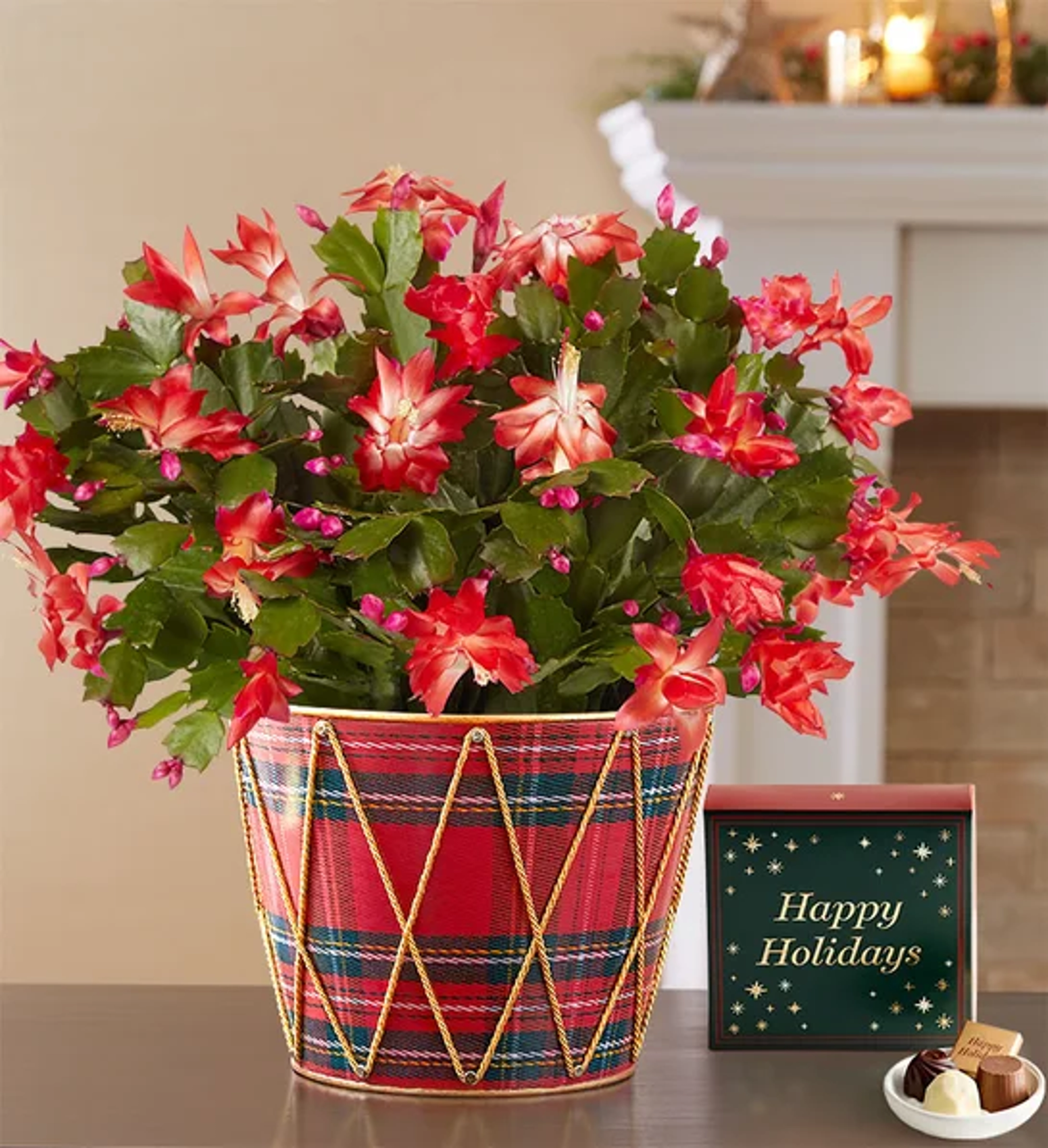 trending christmas flowers and wreaths Christmas Cactus