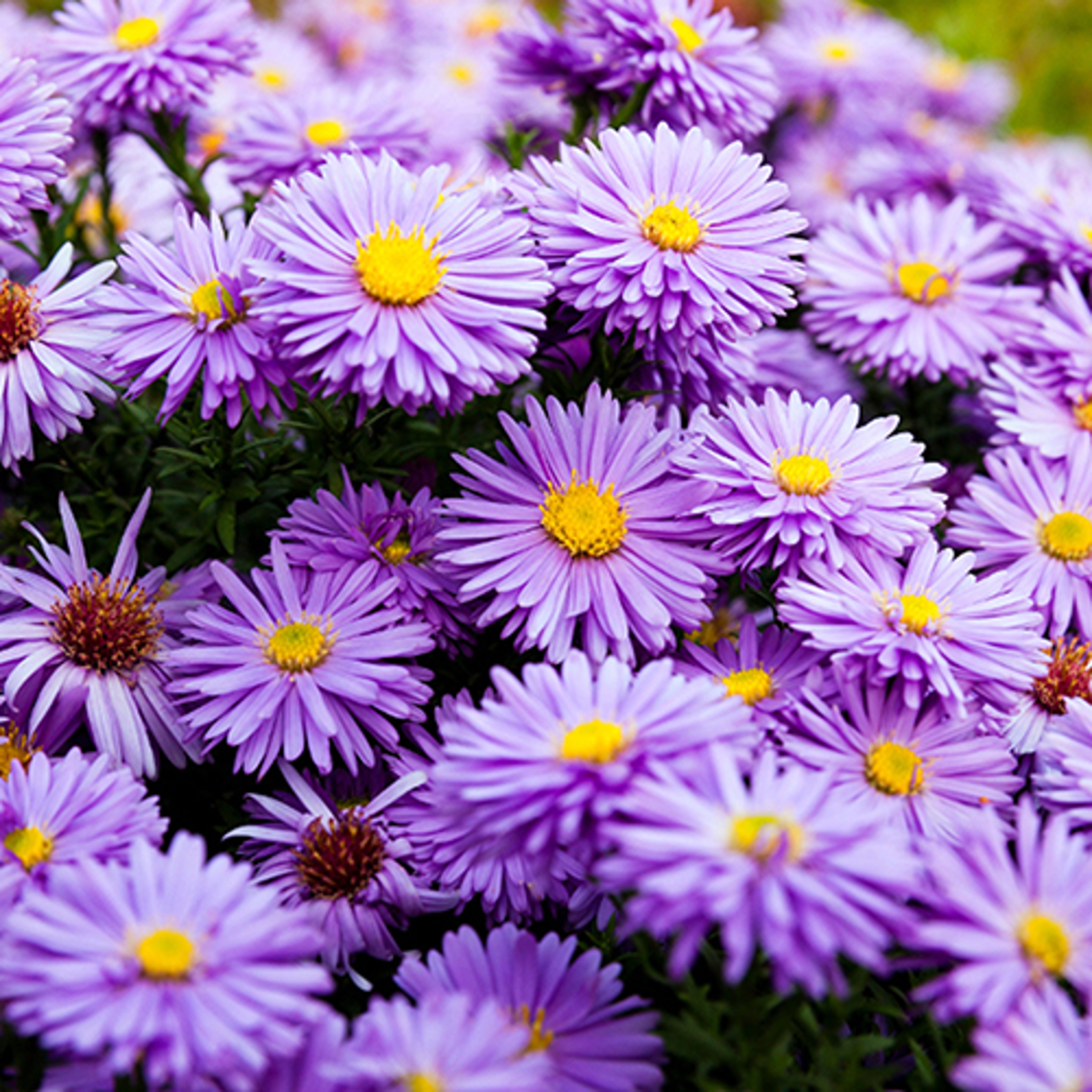 birth flowers aster crop