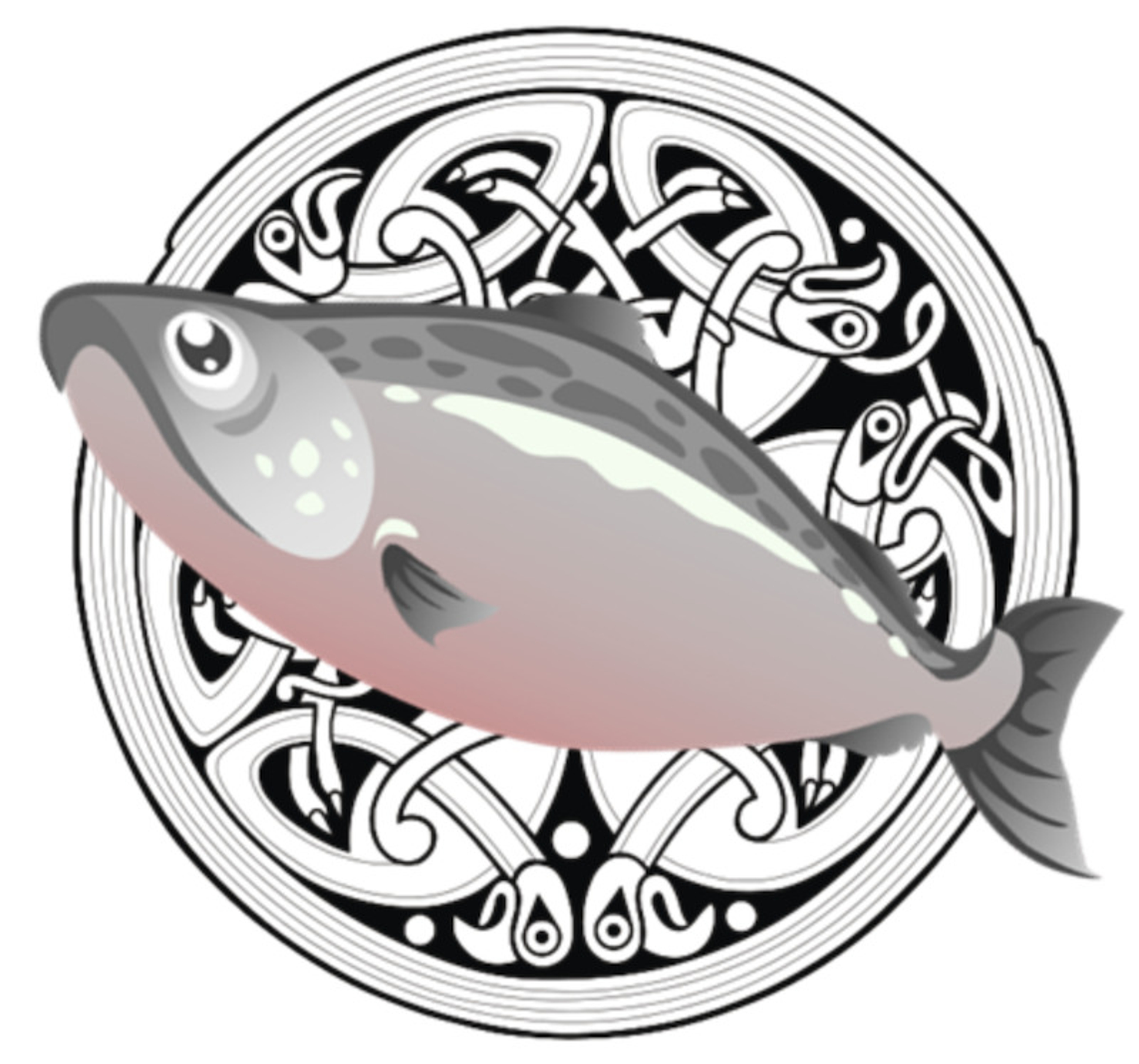 Illustrative drawing of a salmon infront of a celtic knot