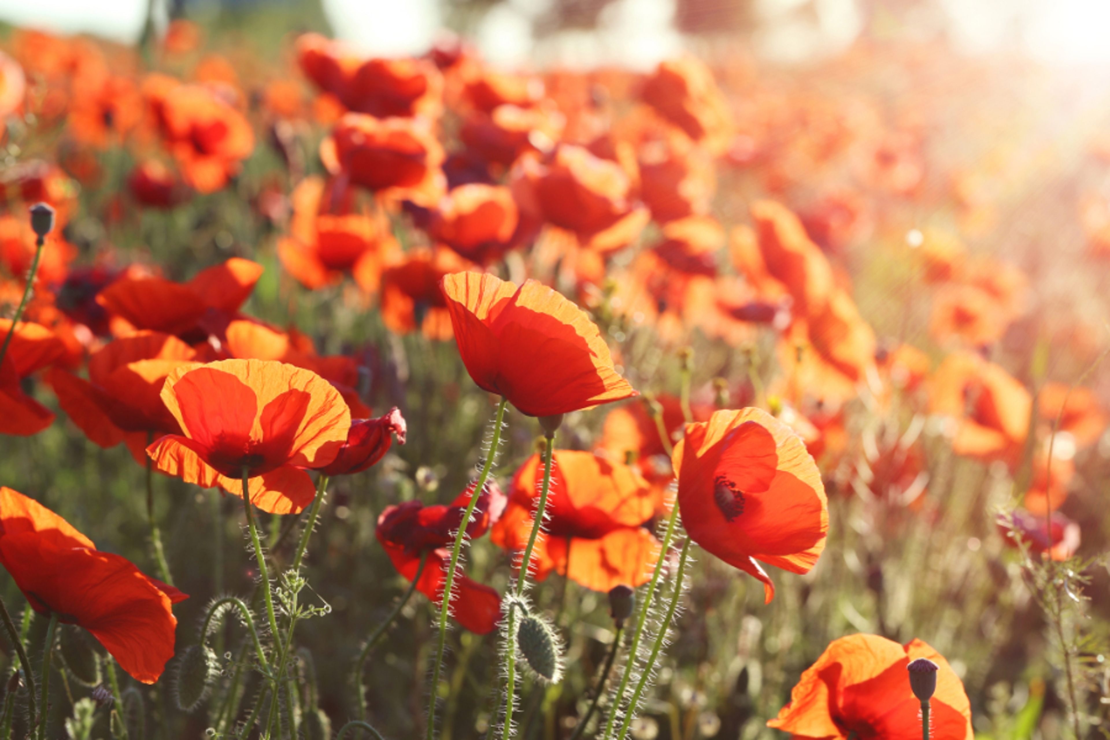 Poppy flowers in a field