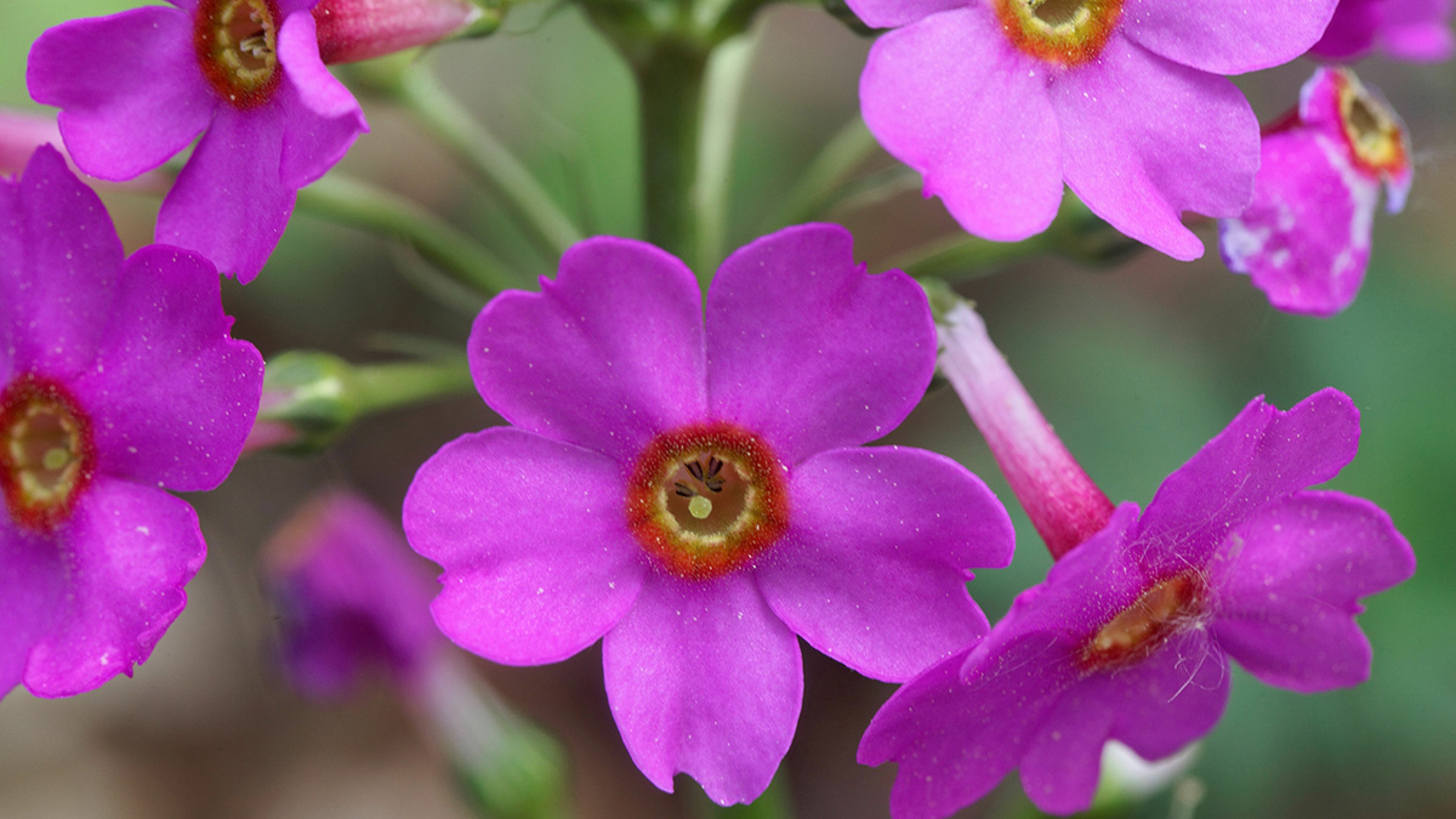 Photo of a pink primrose, one of many popular Japanese flowers