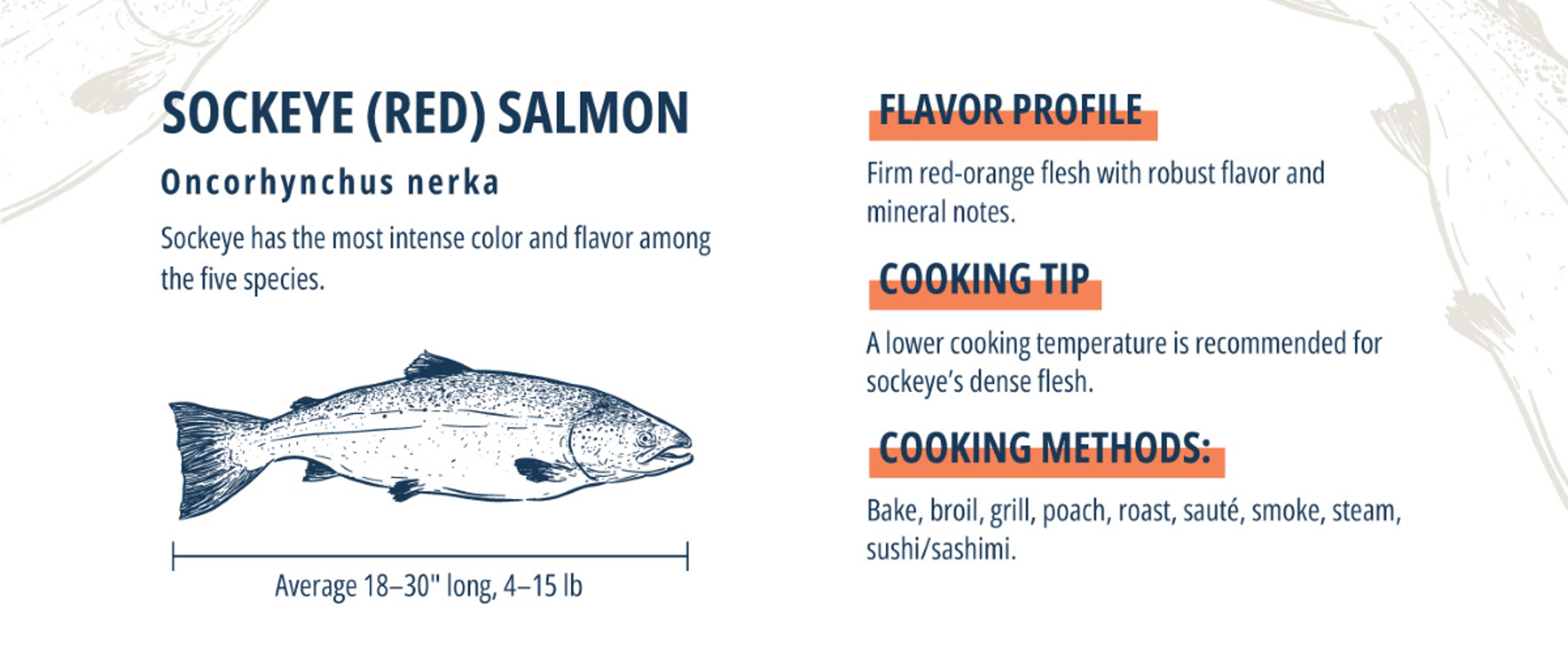 Sockeye salmon infographic