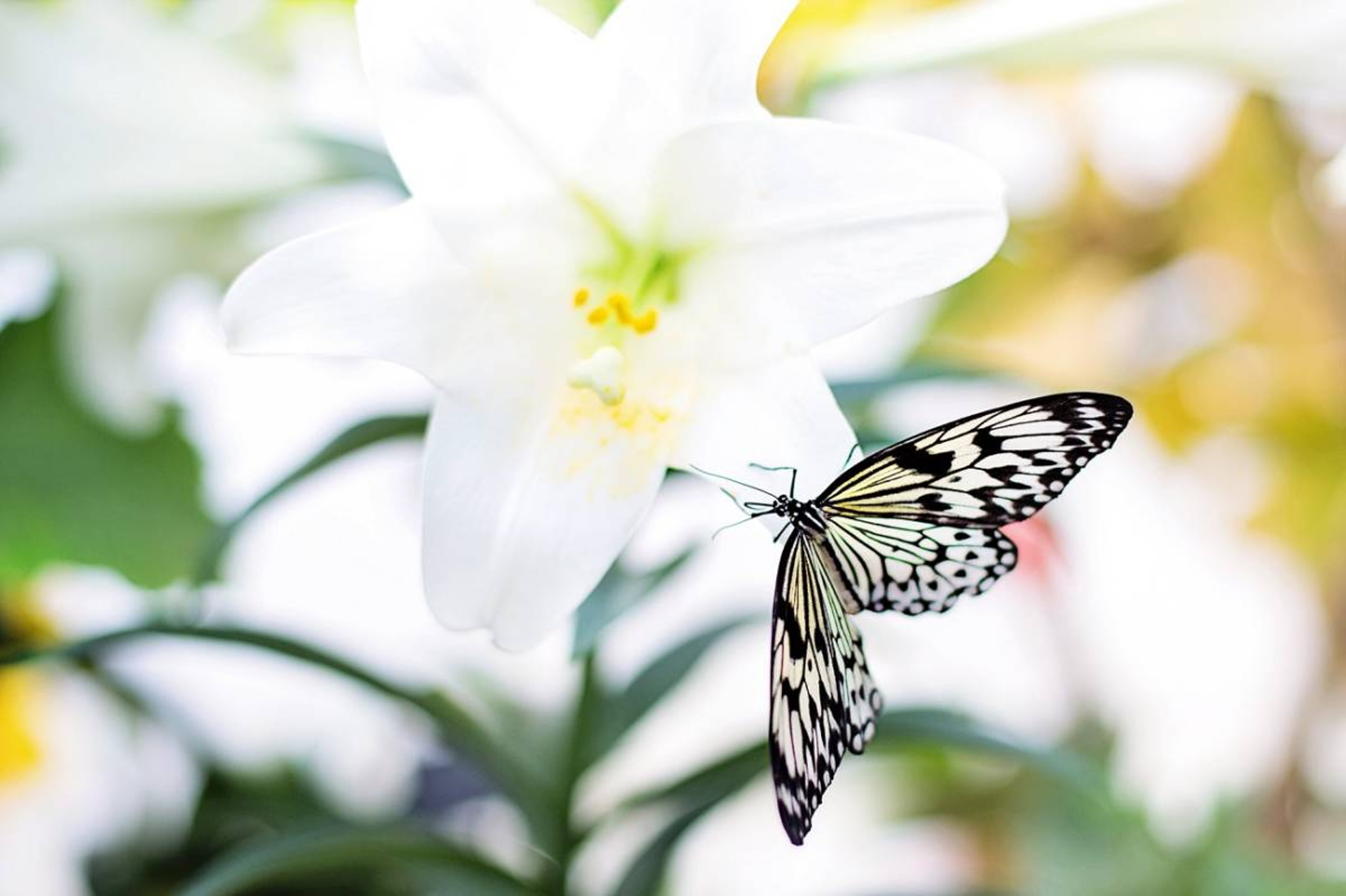 Article Cards Featured Image Butterfly and Easter Lily
