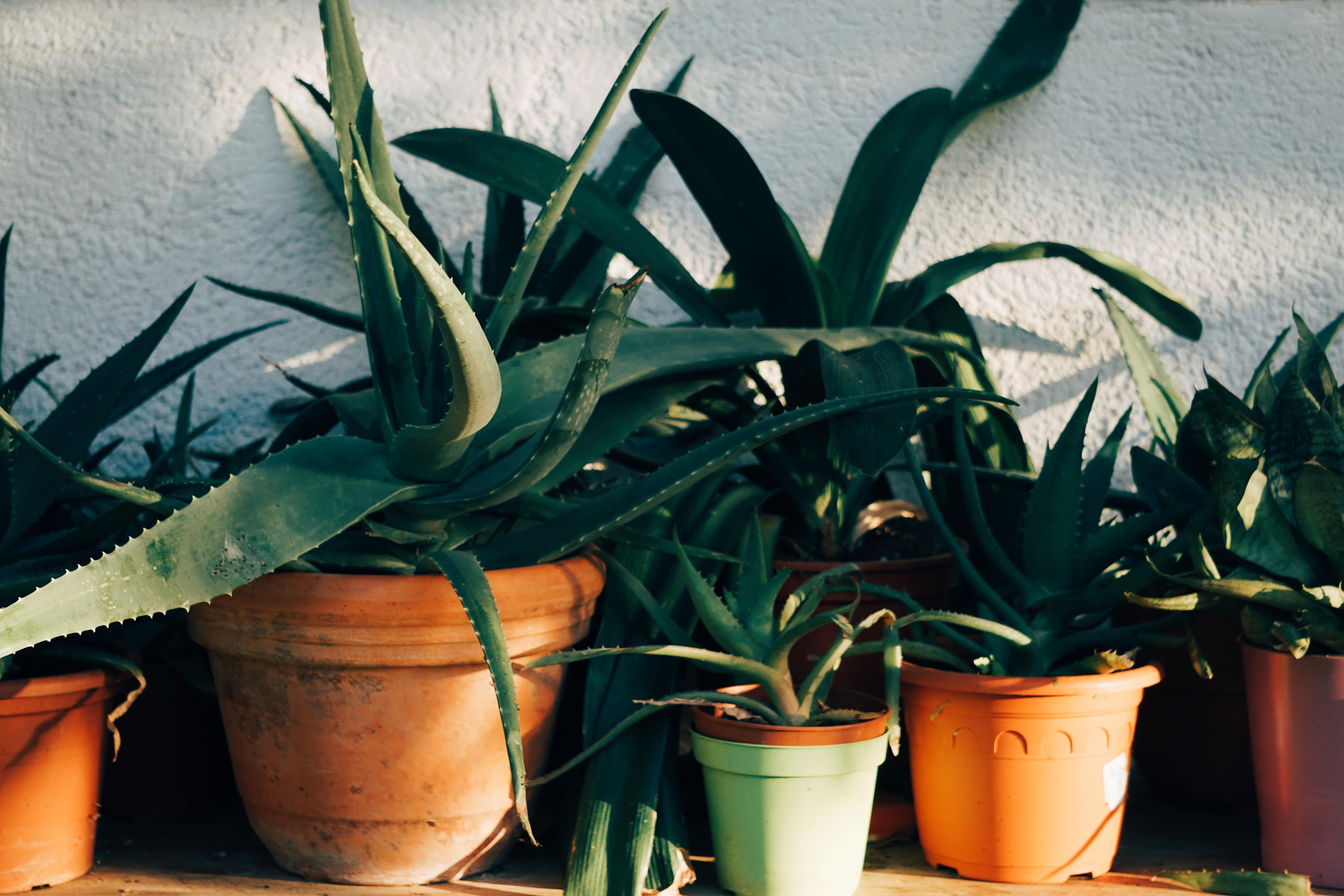 The healing Aloe Vera plant is air purifying and looks great.