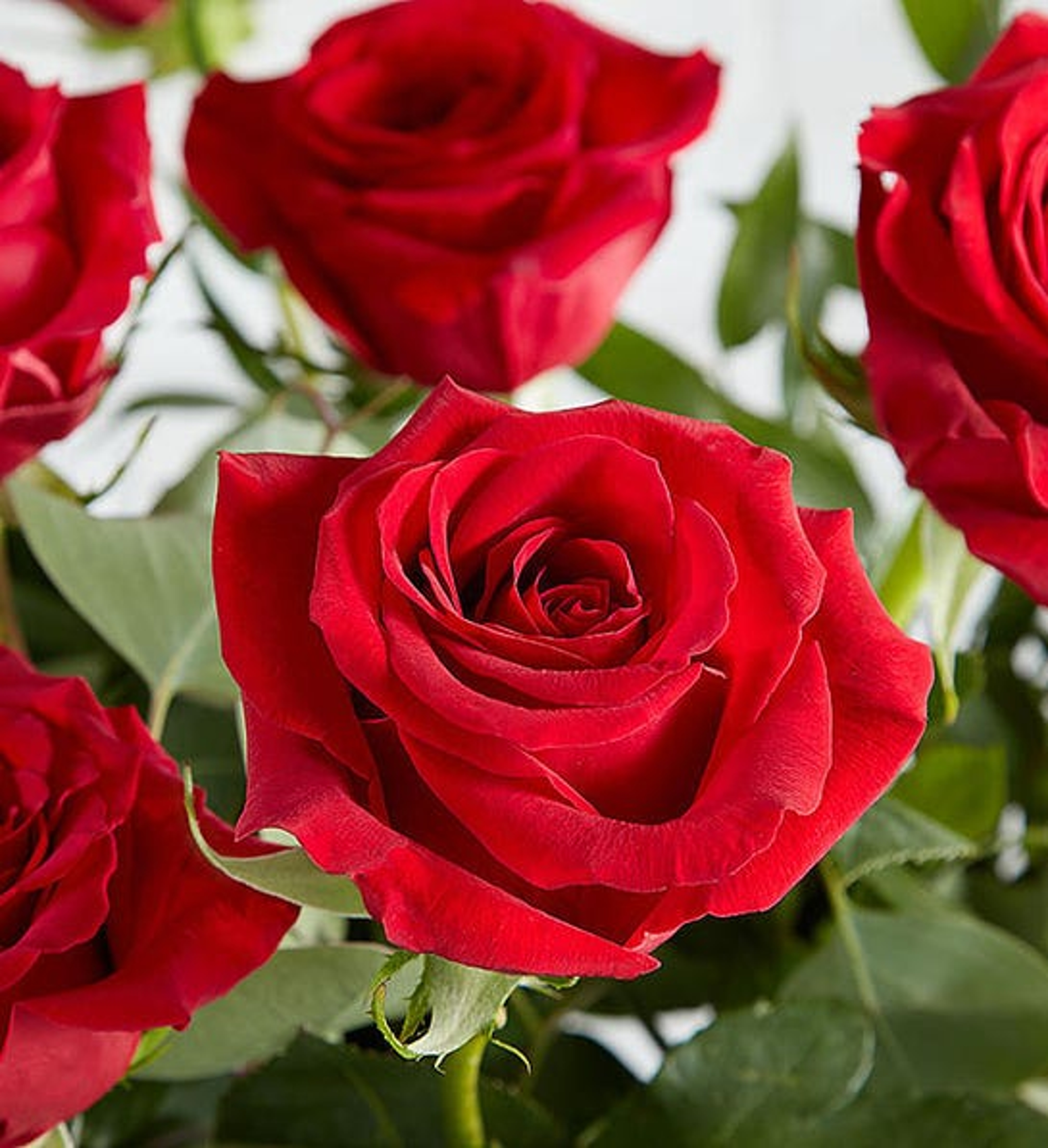 a photo of rose color meanings with a red rose