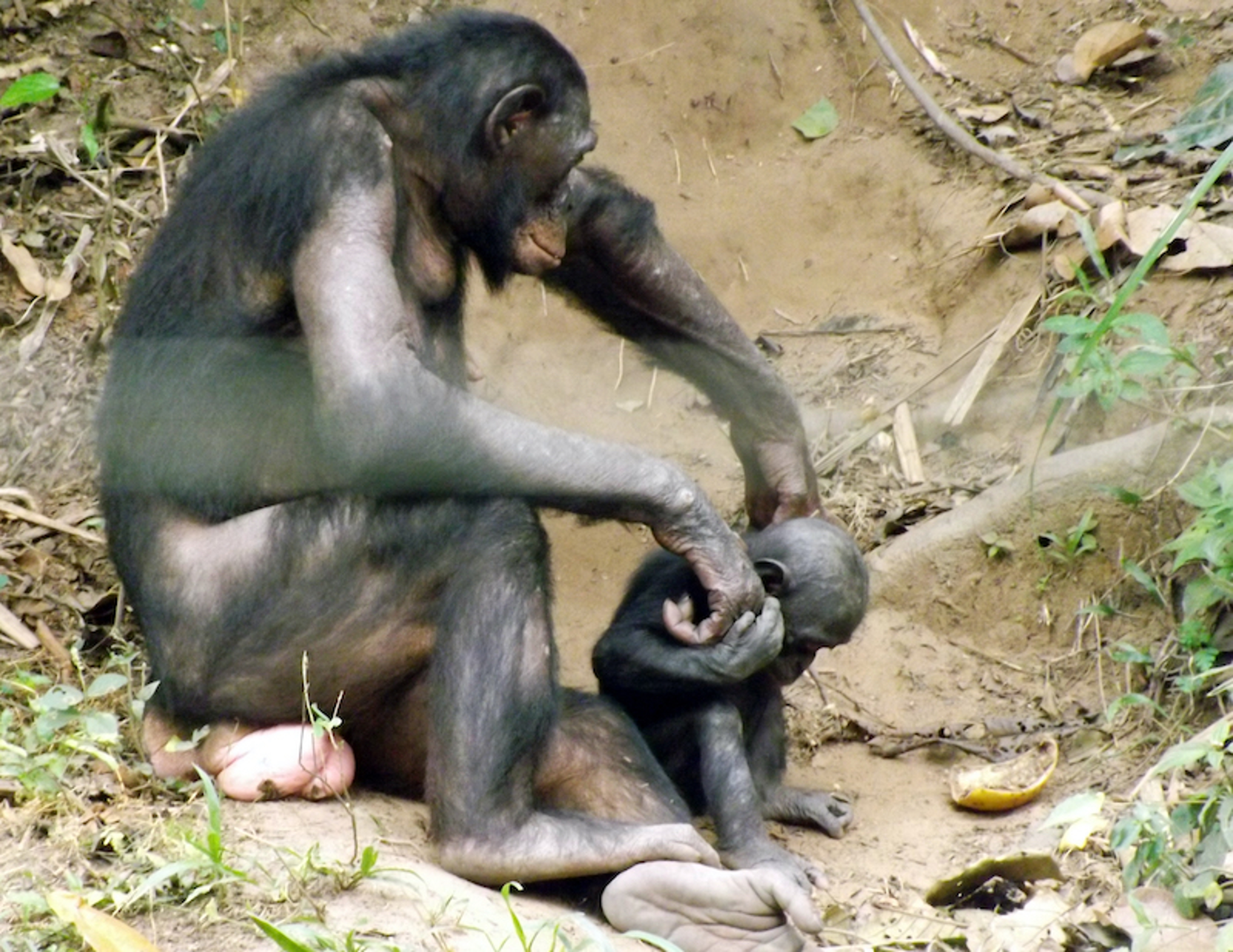 Bonobo Pan paniscus at Lola Ya Bonobo
