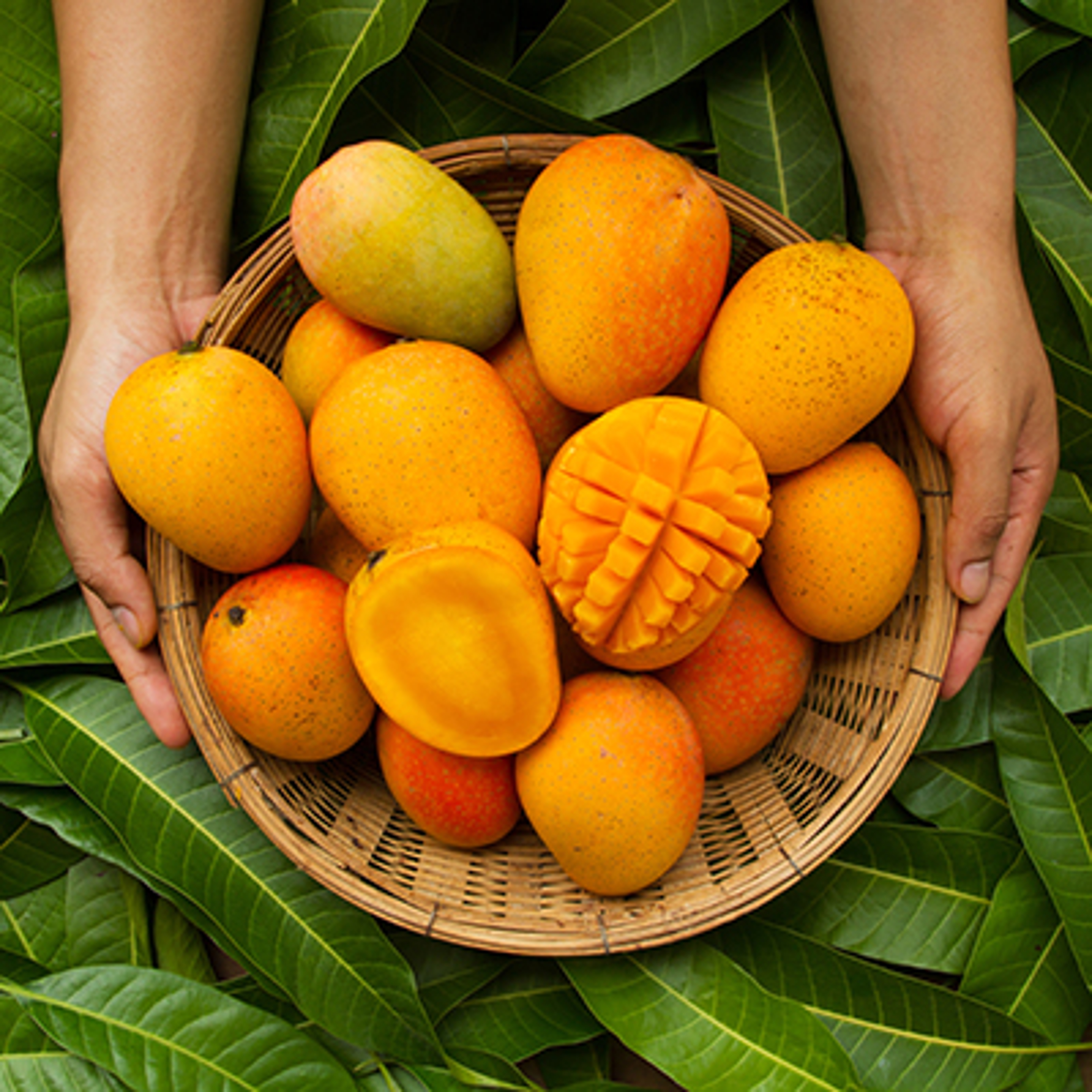 Hand of farmer carrying mango fruit in wooden basket putting on